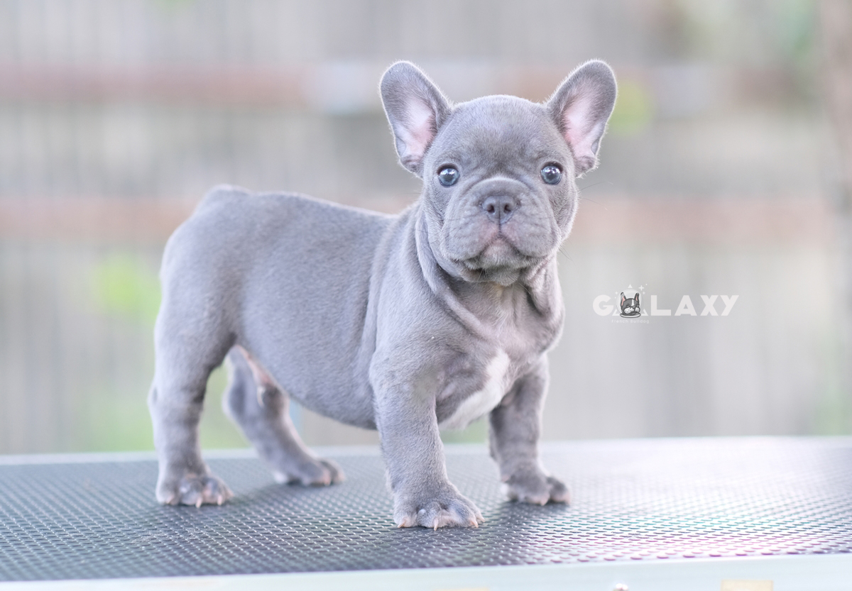 ตัวผู้สีบลูโทนสว่าง หน้าตาน่ารักสีสวย ตาโตใบหูกลม ริงเกิลใหญ่ สุขภาพสมบูรณ์แข็งแรงดี นิสัยขี้อ้อน สุขภาพบูรณ์แข็งแรง พร้อมย้ายบ้านค่ะ, ได้รับการฉีดวัคซีนรวมป้องกัน5โรค ,สุนัขร่างกายสมบูรณ์แข็งแรง สุขภาพจิตดีทุกตัว 092-9918888 สำเนา