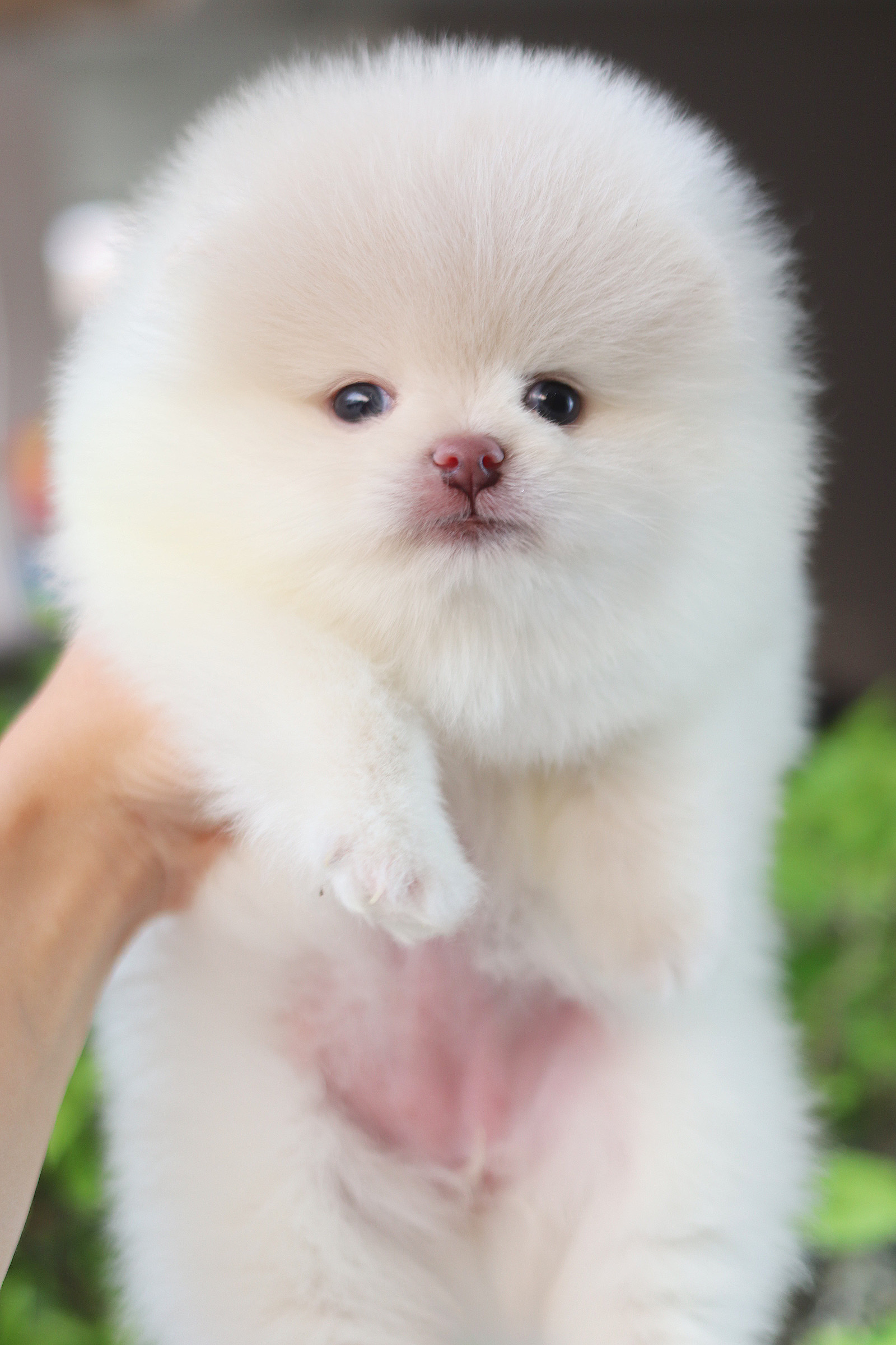 ปอมเมอเรเนียน เพศเมียสีขาวครีม เกรดโชว์