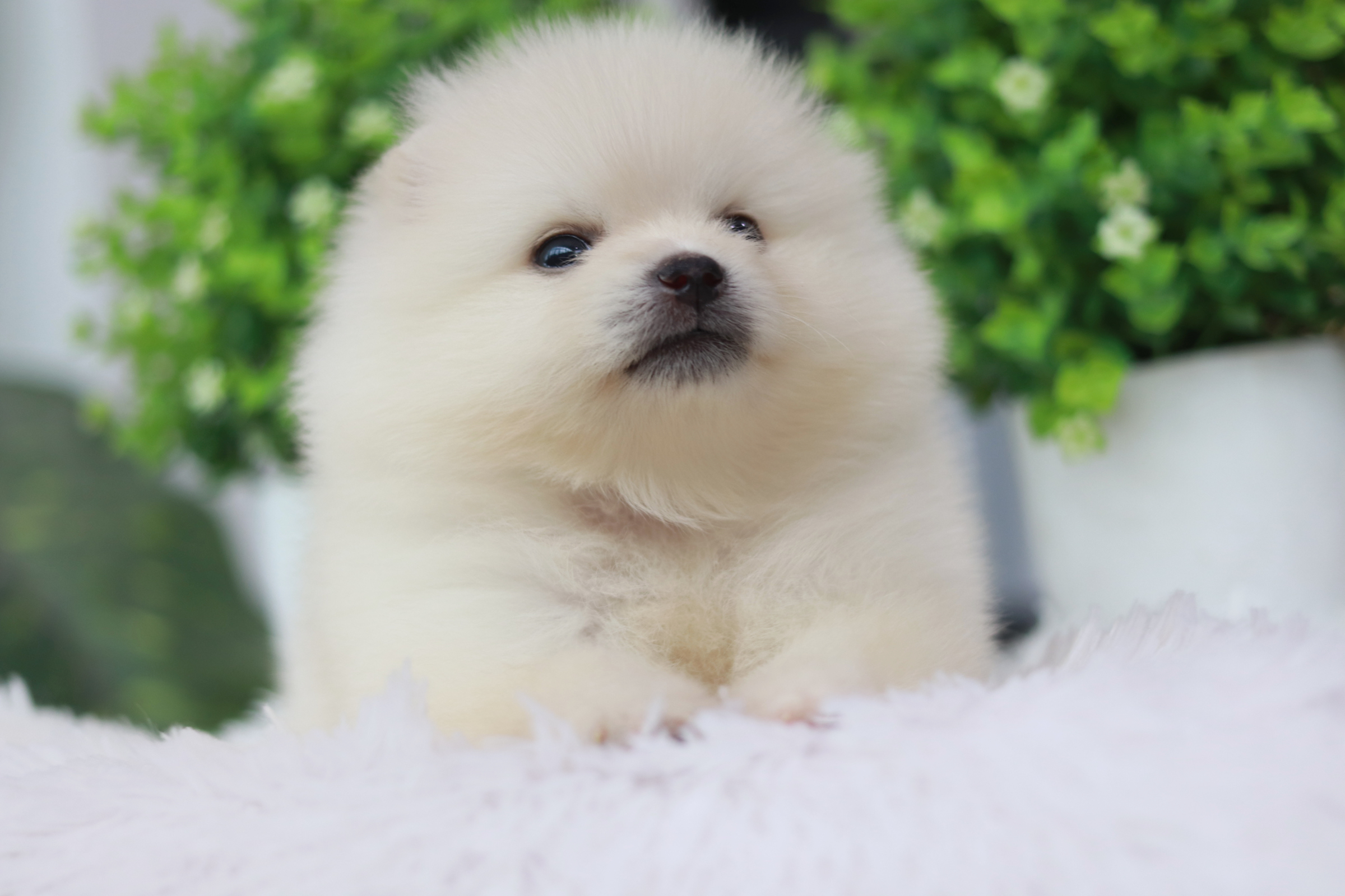 ปอมเมอเรเนียน เพศเมีย หน้าฟ็อก