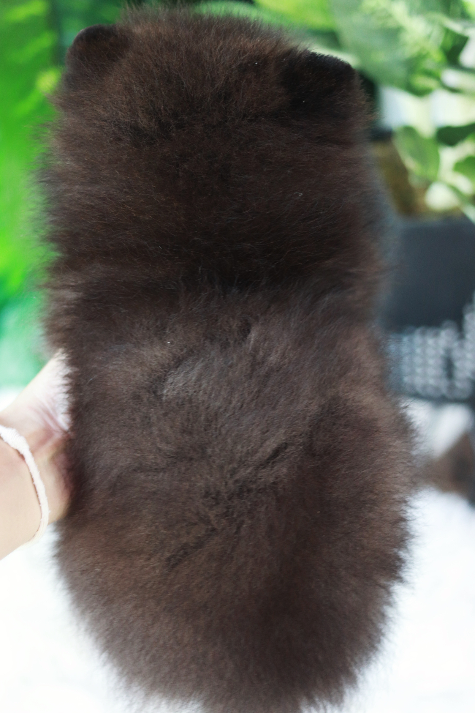 ปอมเมอเรเนียน เพศผู้ สีดำ สายเลือดเมอร์เร่