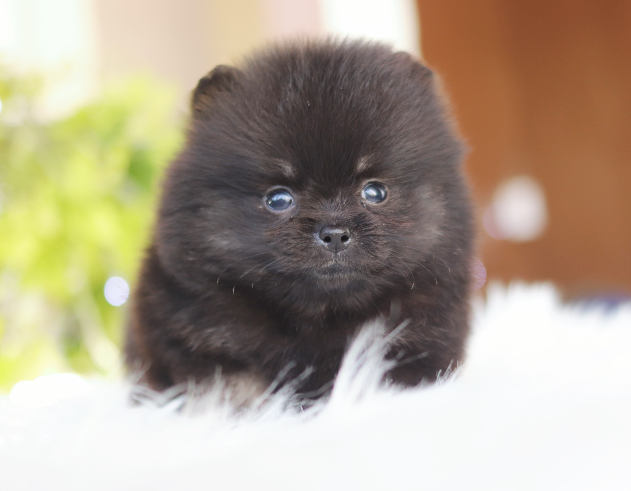 ปอมเมอเรเนียน เพศเมีย สีแบล็คแทน