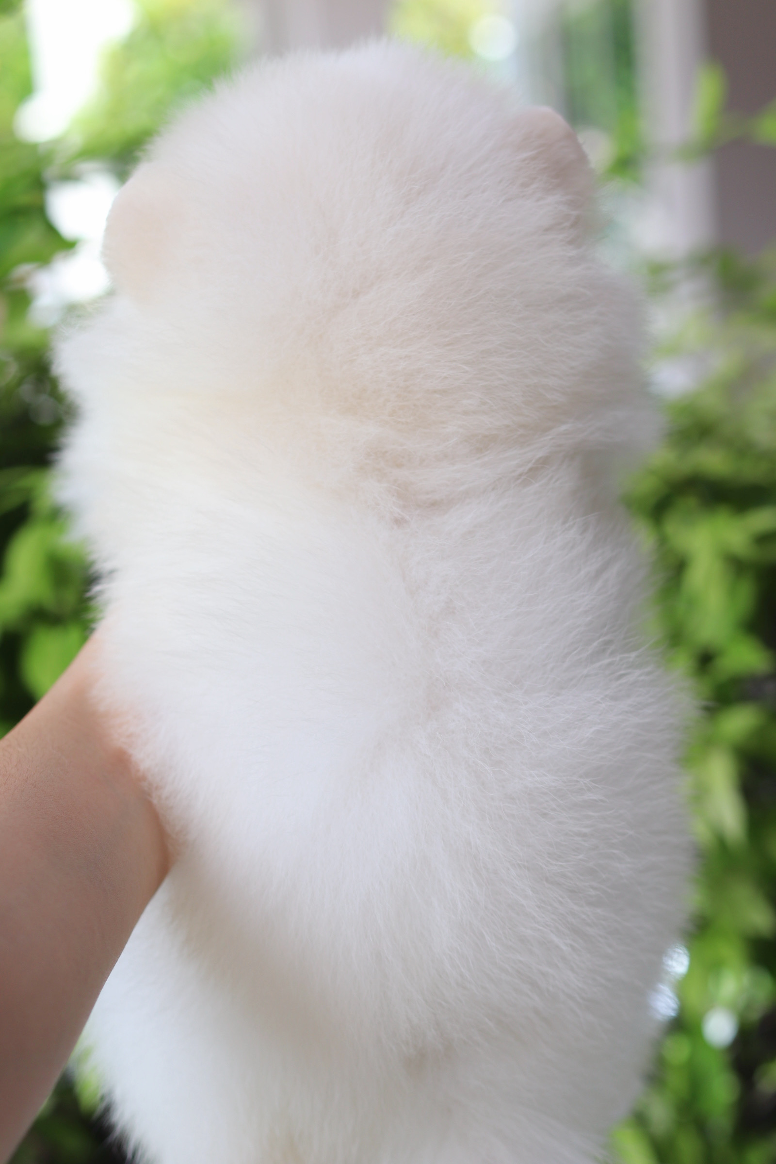 ปอมเมอเรเนียน เพศเมียสีขาวครีม