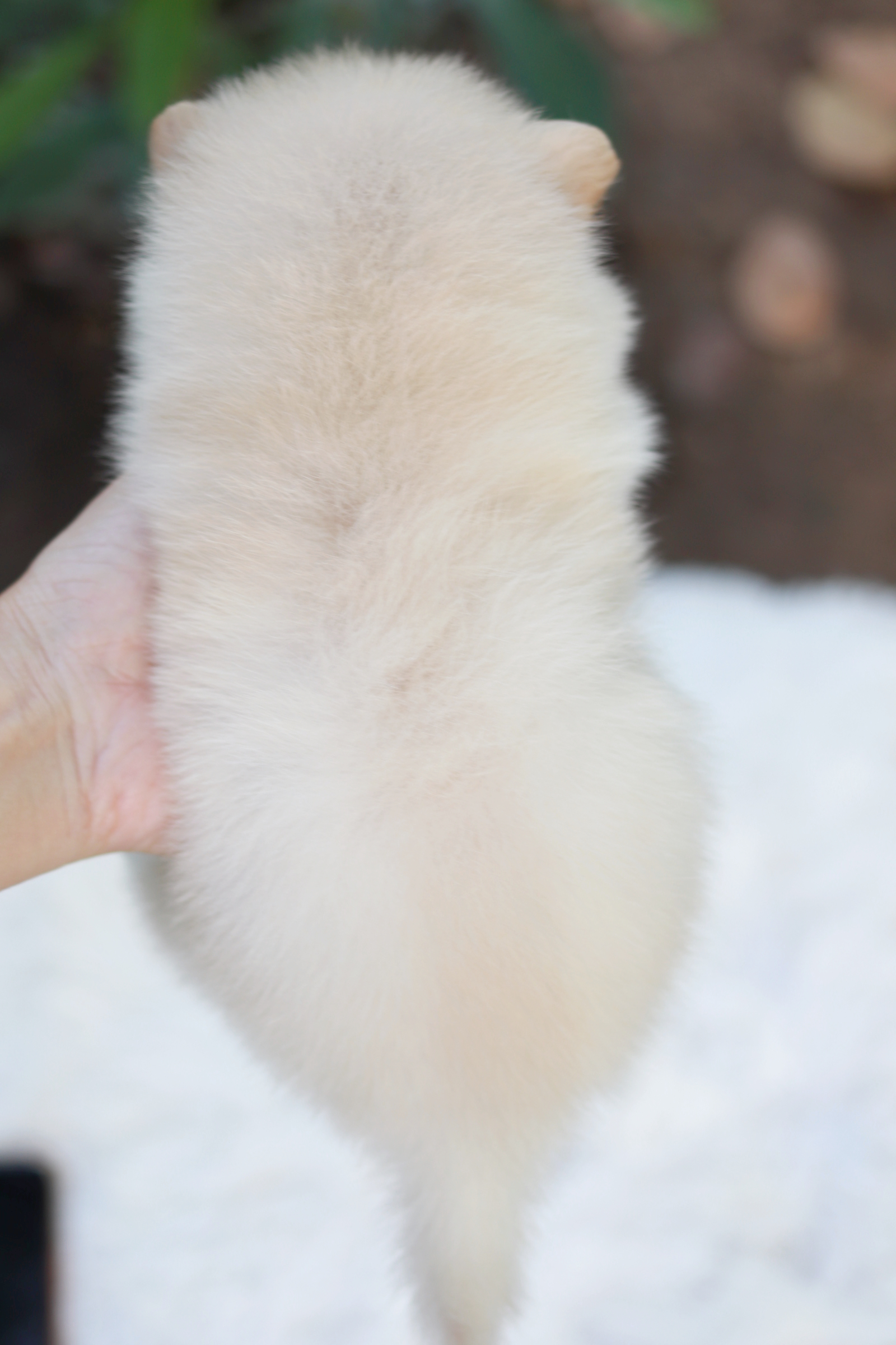 ปอมเมอเรเนียน เพศเมีย ไซส์เล็ก