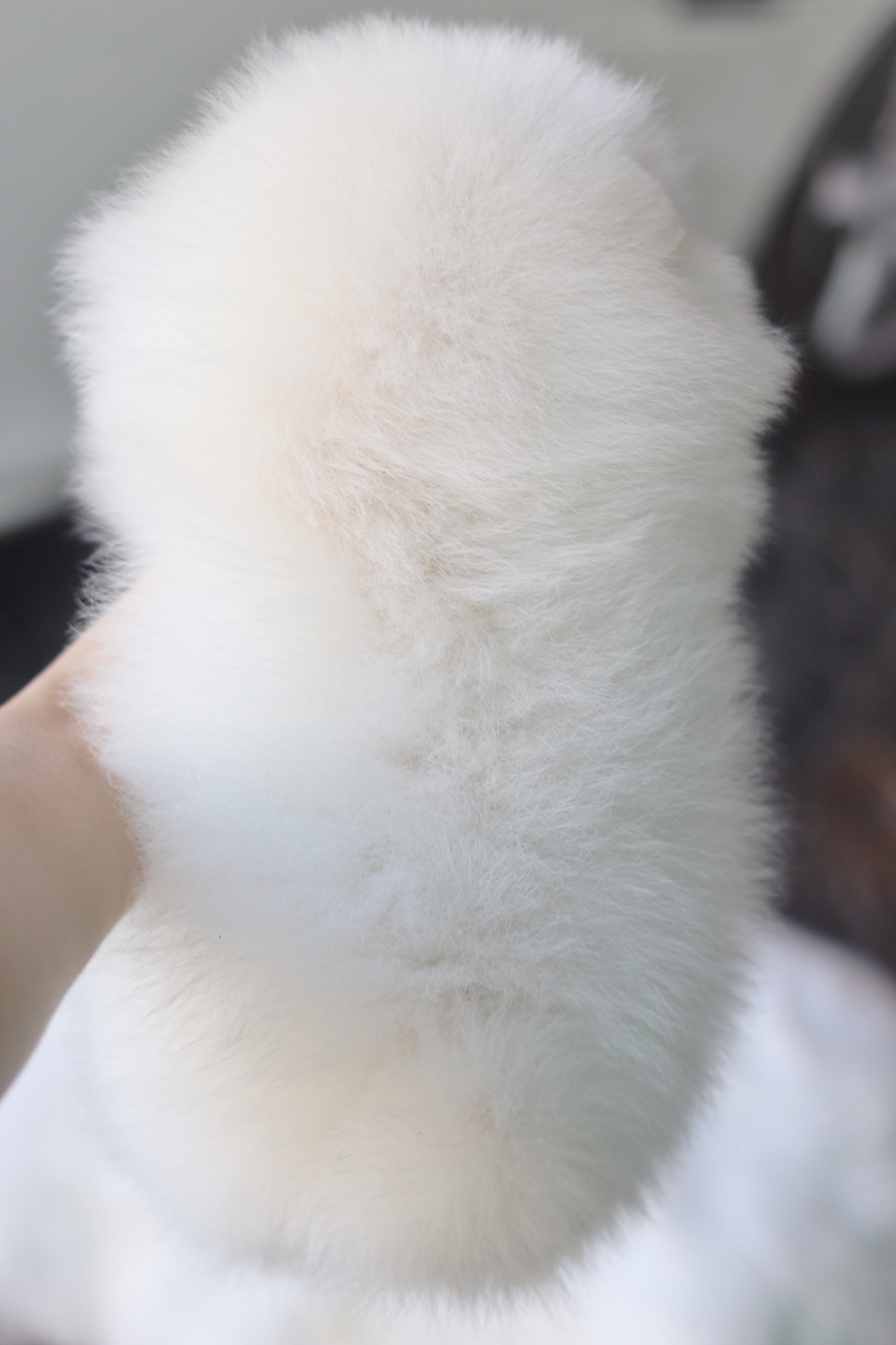 ปอมเมอเรเนียน เพศผู้ สีขาวครีมเกรดโชว์