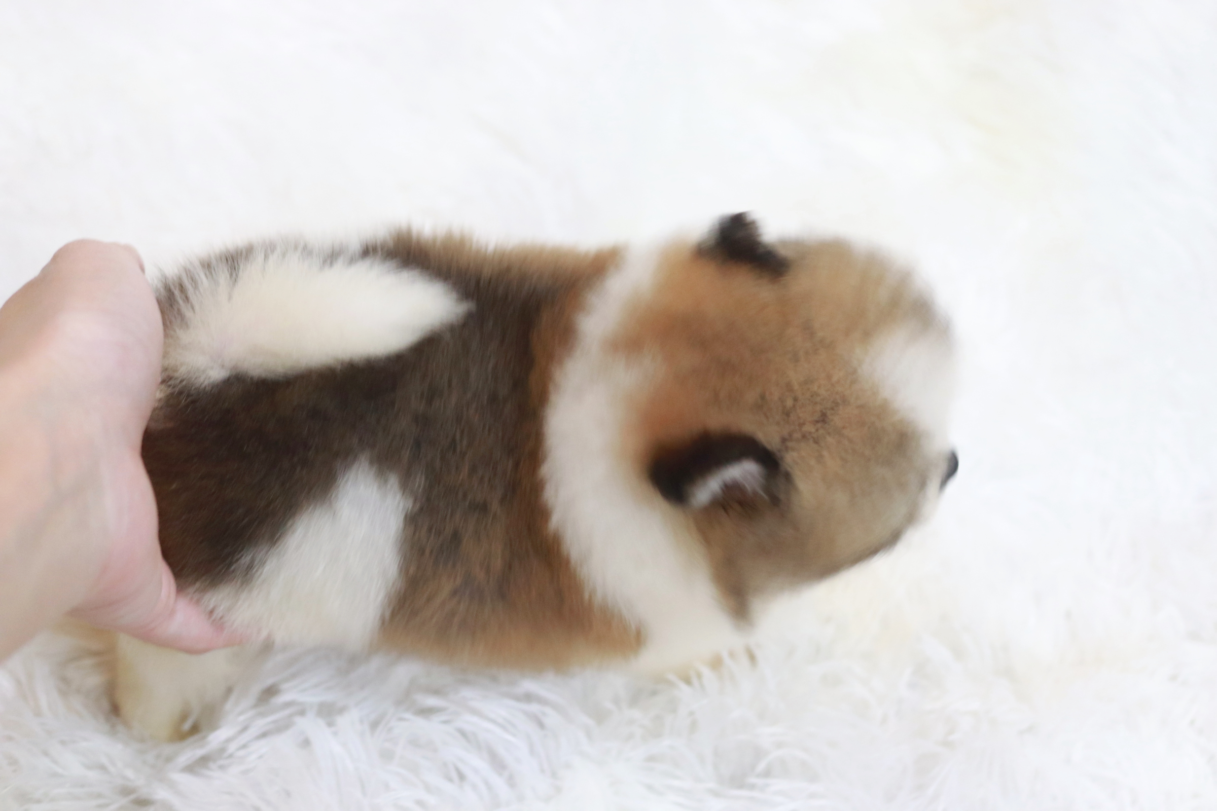 ปอมเมอเรเนียน เพศผู้ สีแฟนซี ไซส์เล็ก