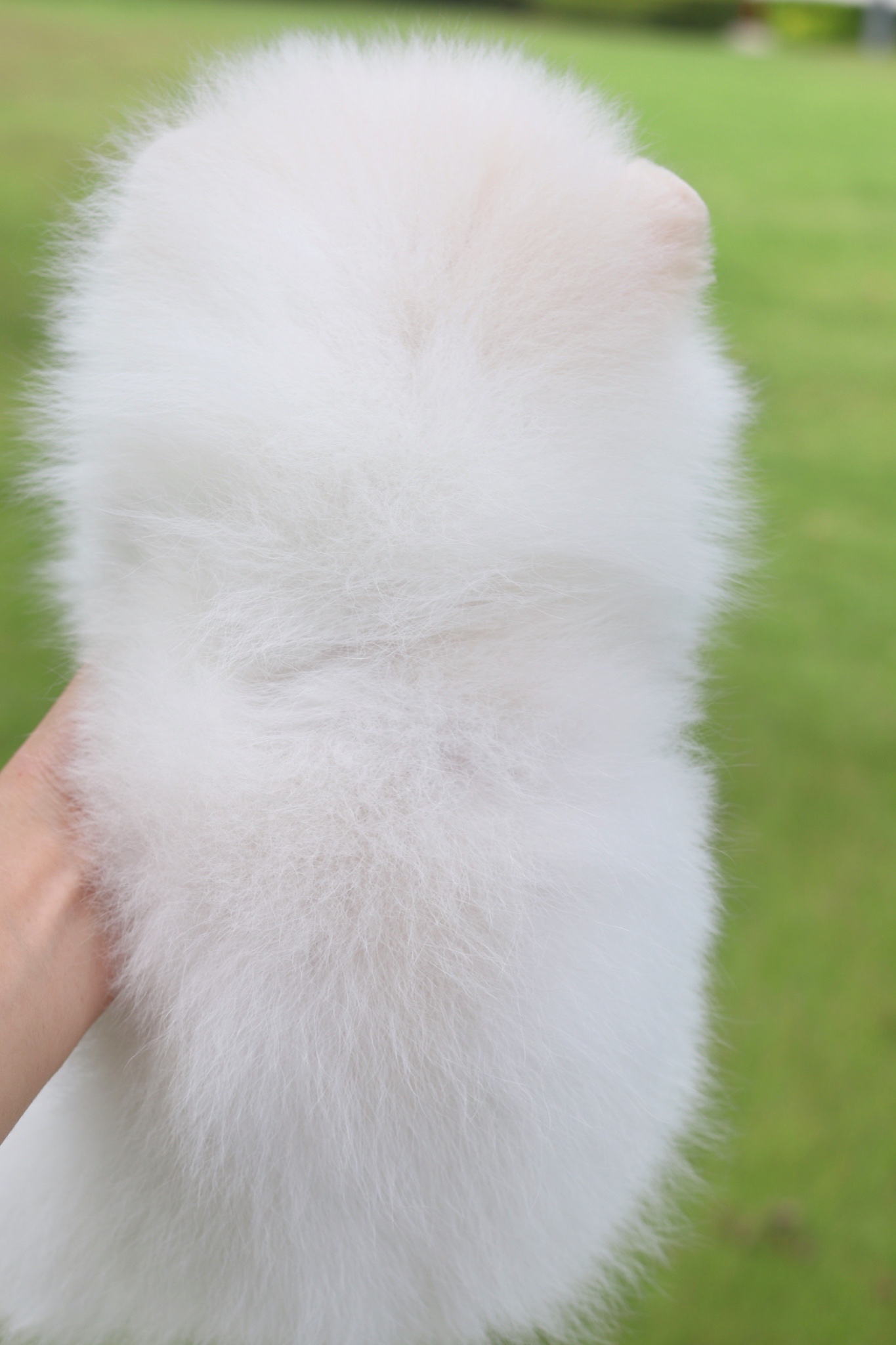 ปอมเมอเรเนียน เพศผู้สีขาวครีม