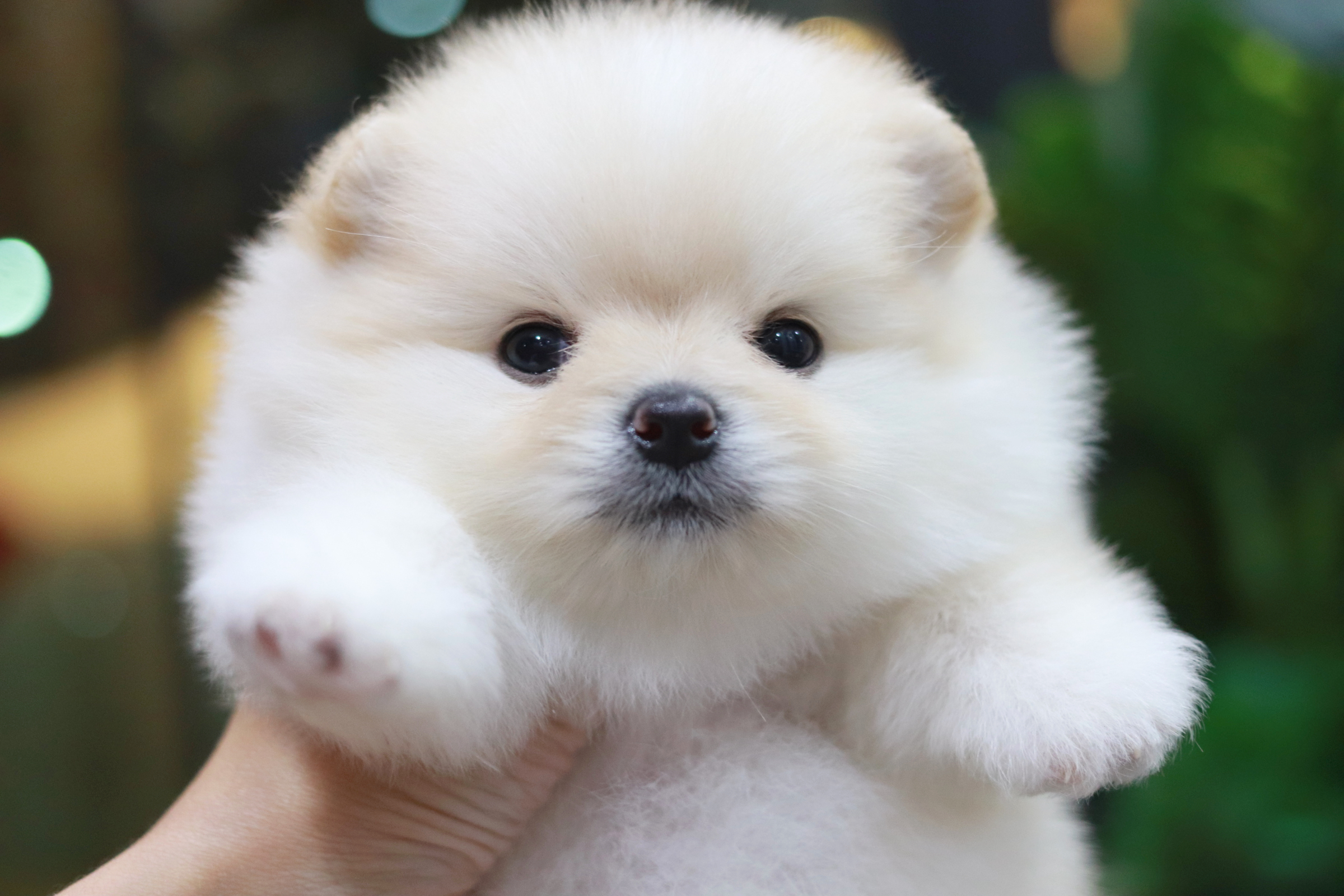 ปอมเมอเรเนียน เพศเมีย