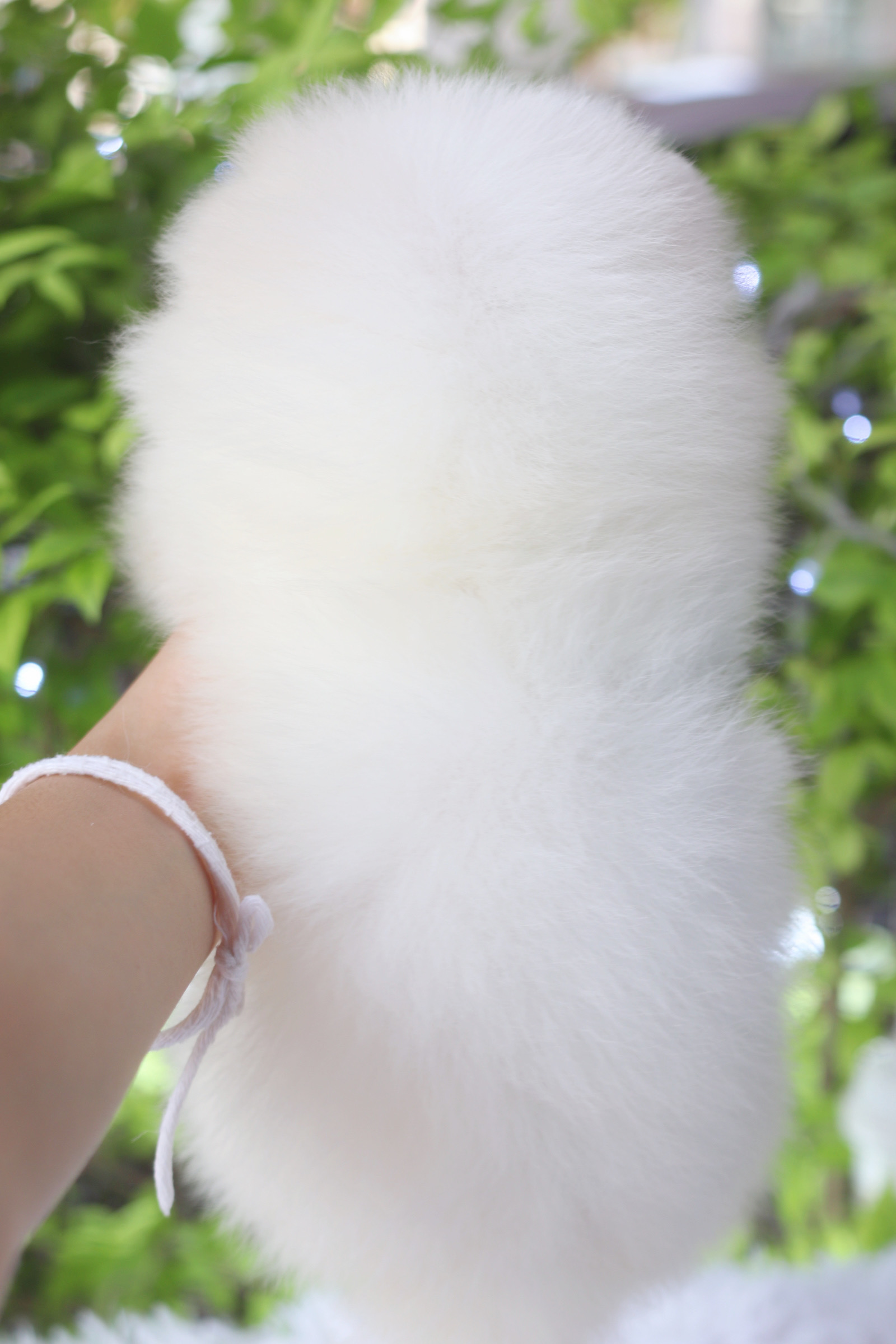 ปอมเมอเรเนียน เพศเมียสีขาวครีม