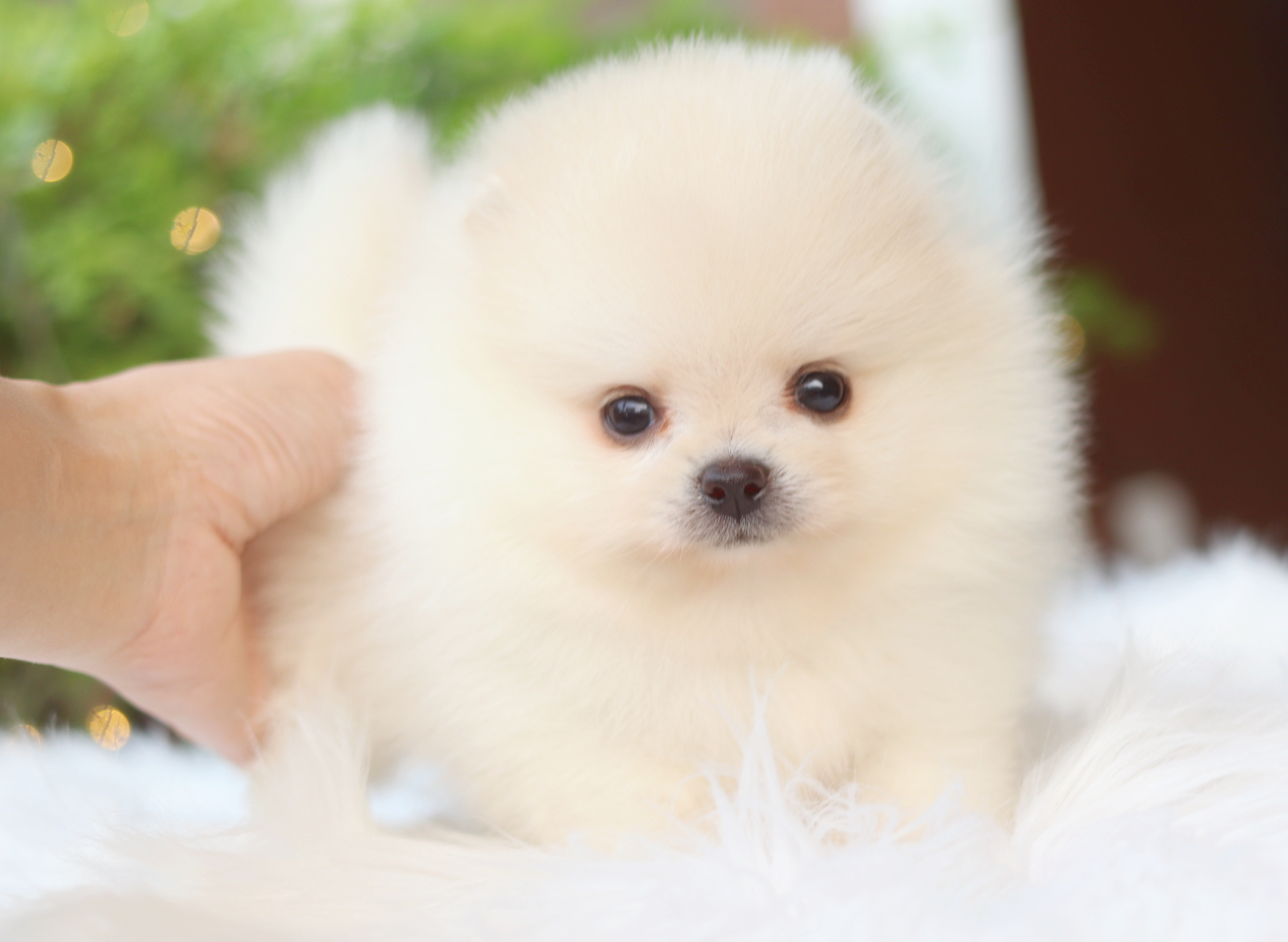 ปอมเมอเรเนียน เพศผู้ สีขาวครีม