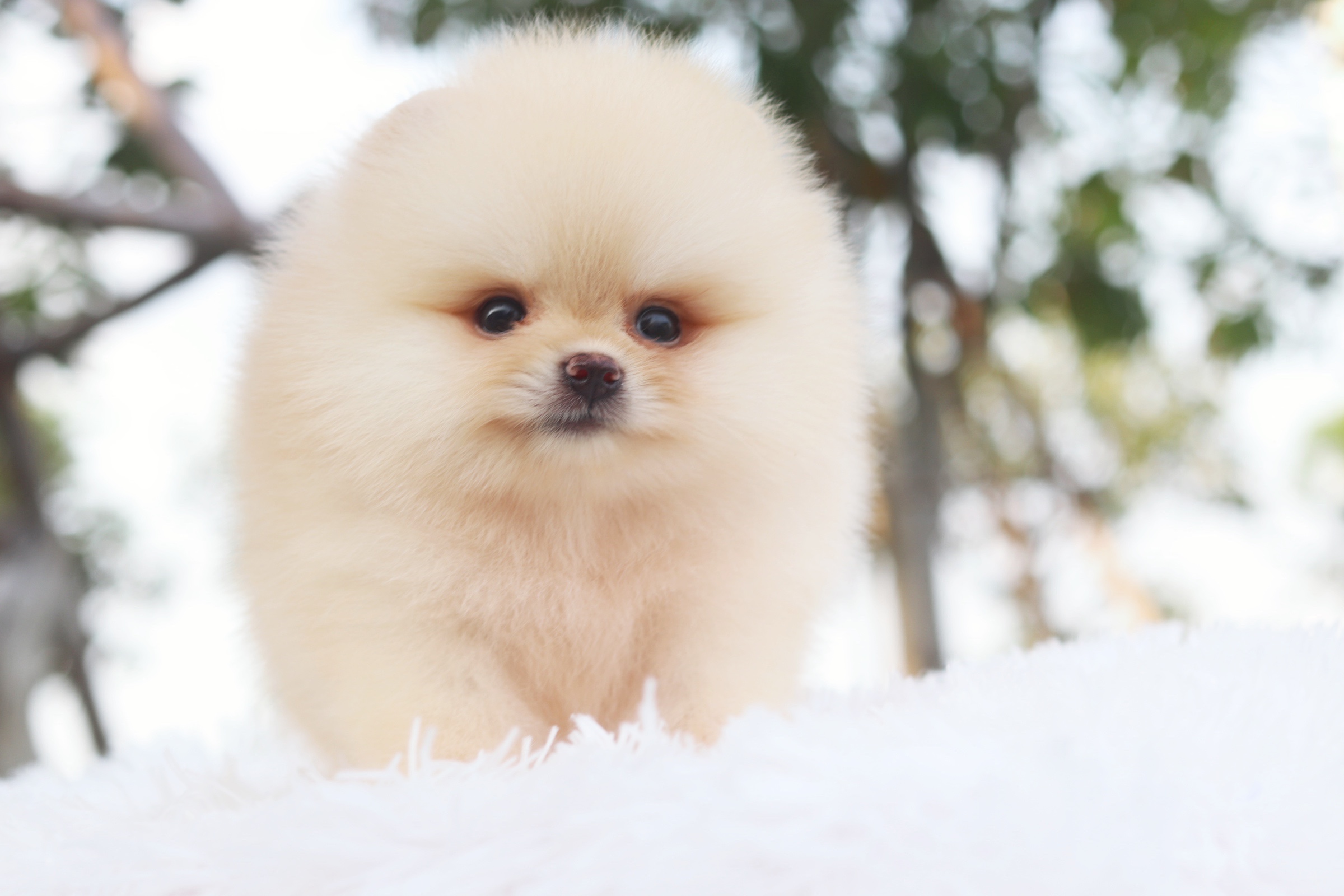 ปอมเมอเรเนียน เพศผู้ สีครีม