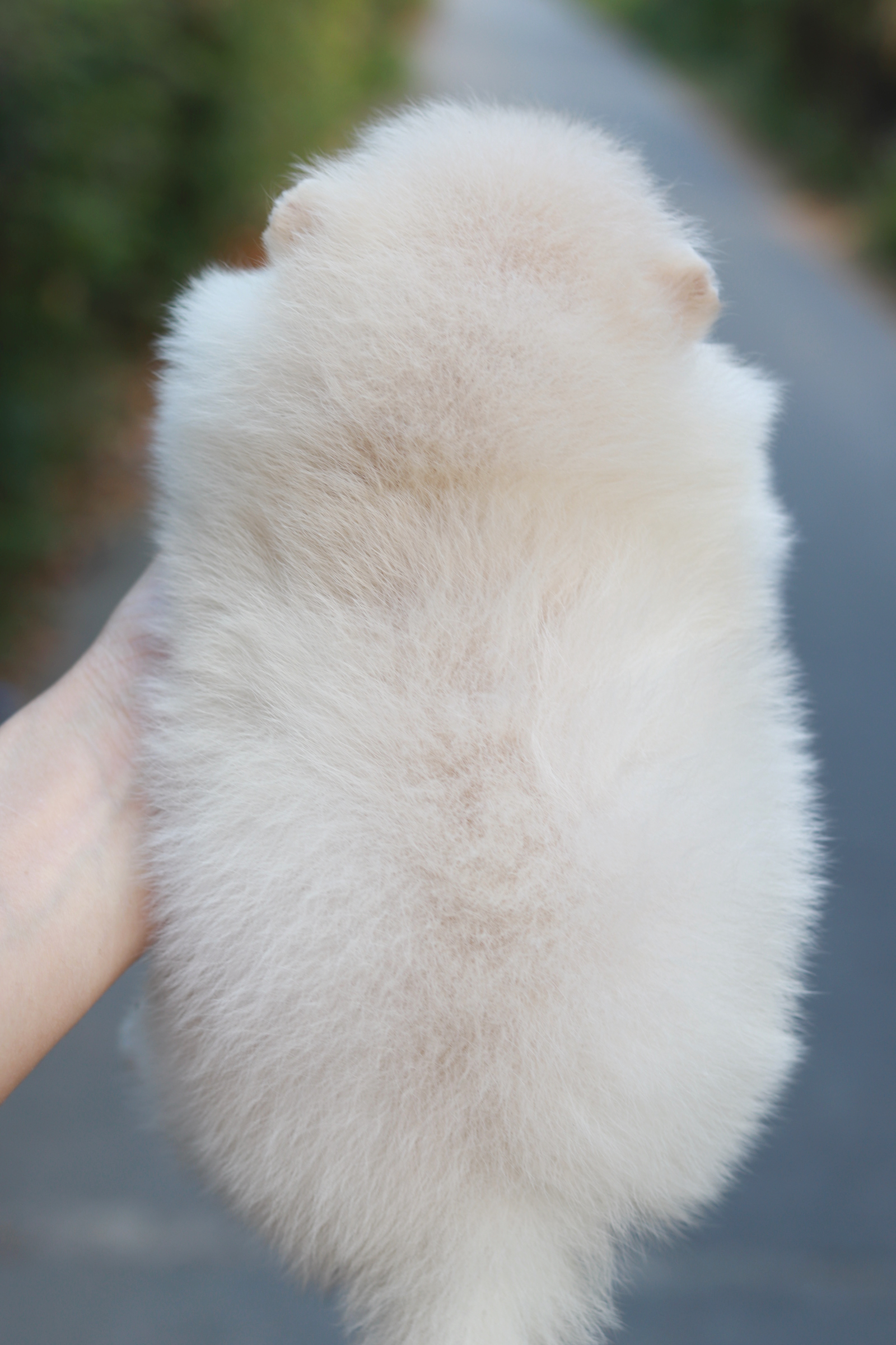 ปอมเมอเรเนียน เพศเมีย