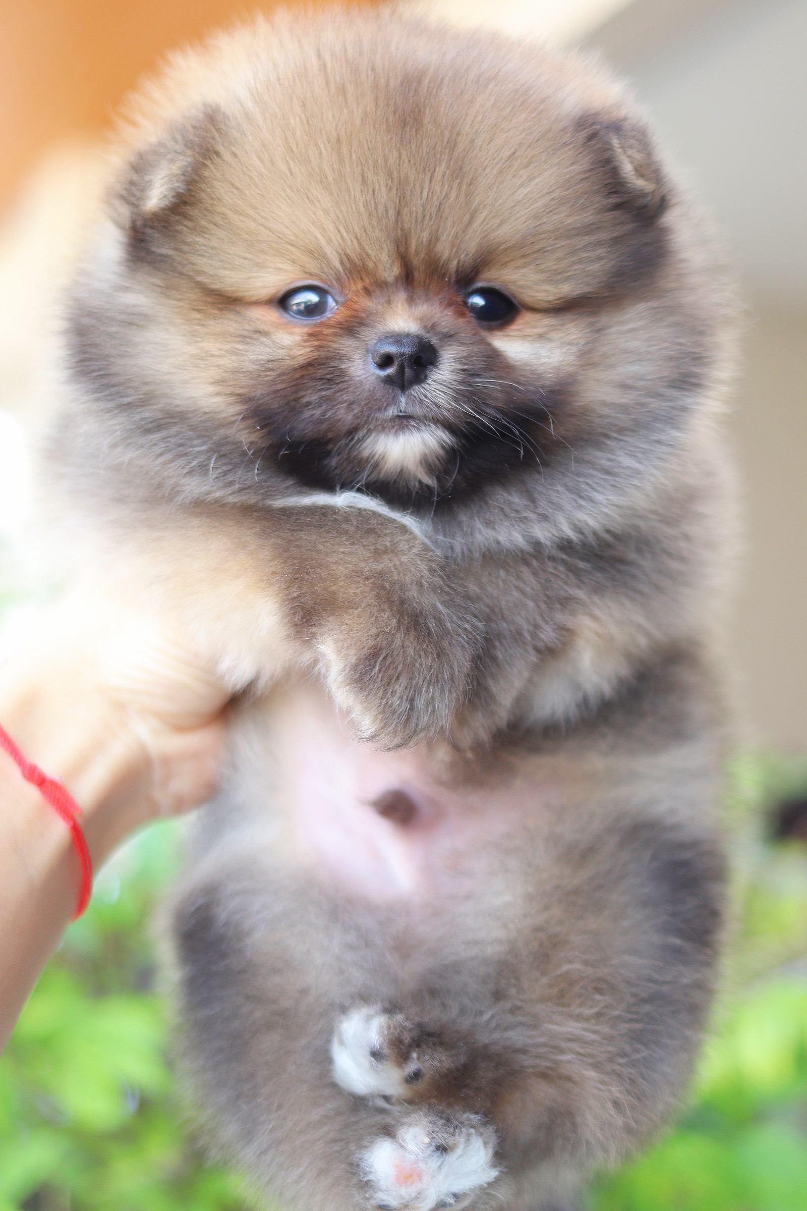 ปอมเมอเรเนียน เพศผู้สีส้ม