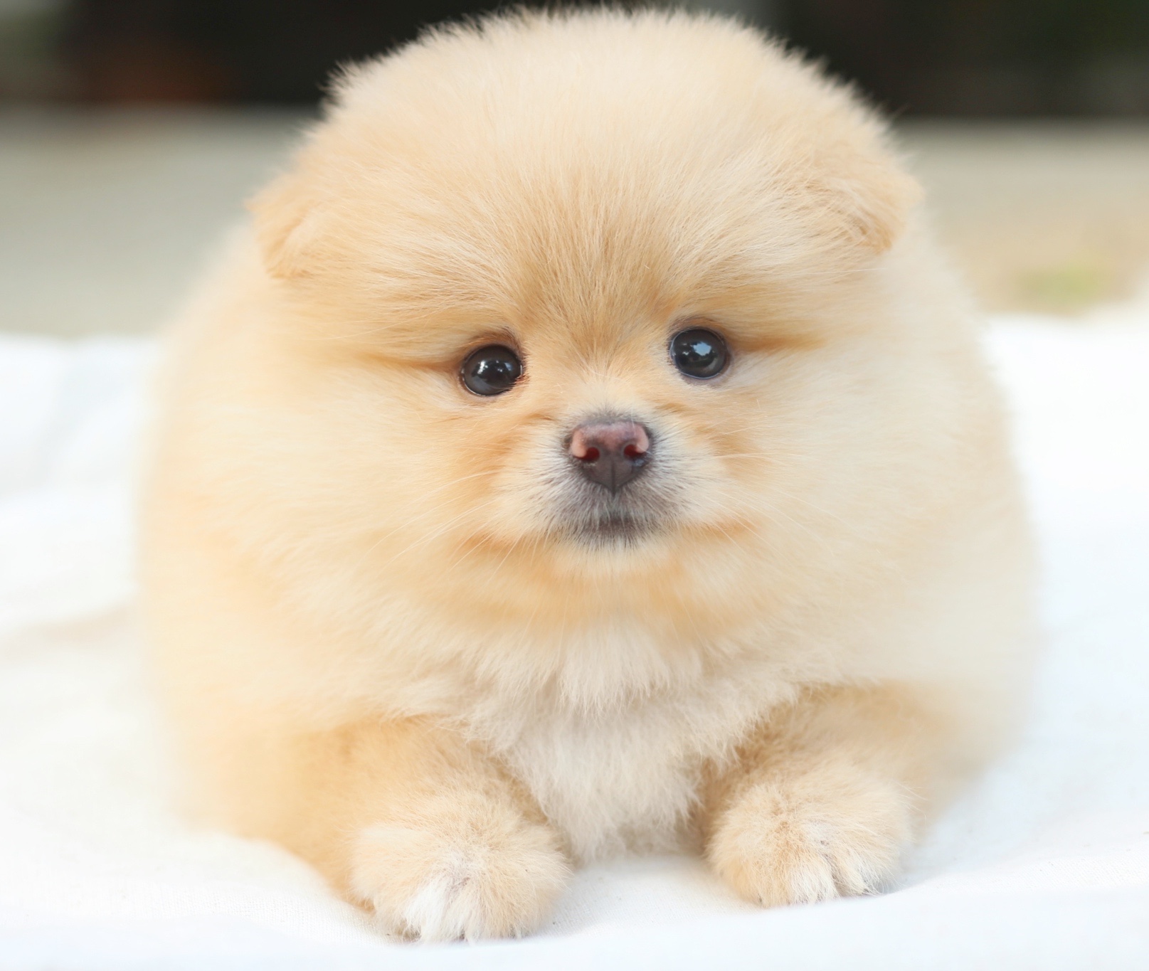 ปอมเมอเรเนียน เพศเมีย สีครีม