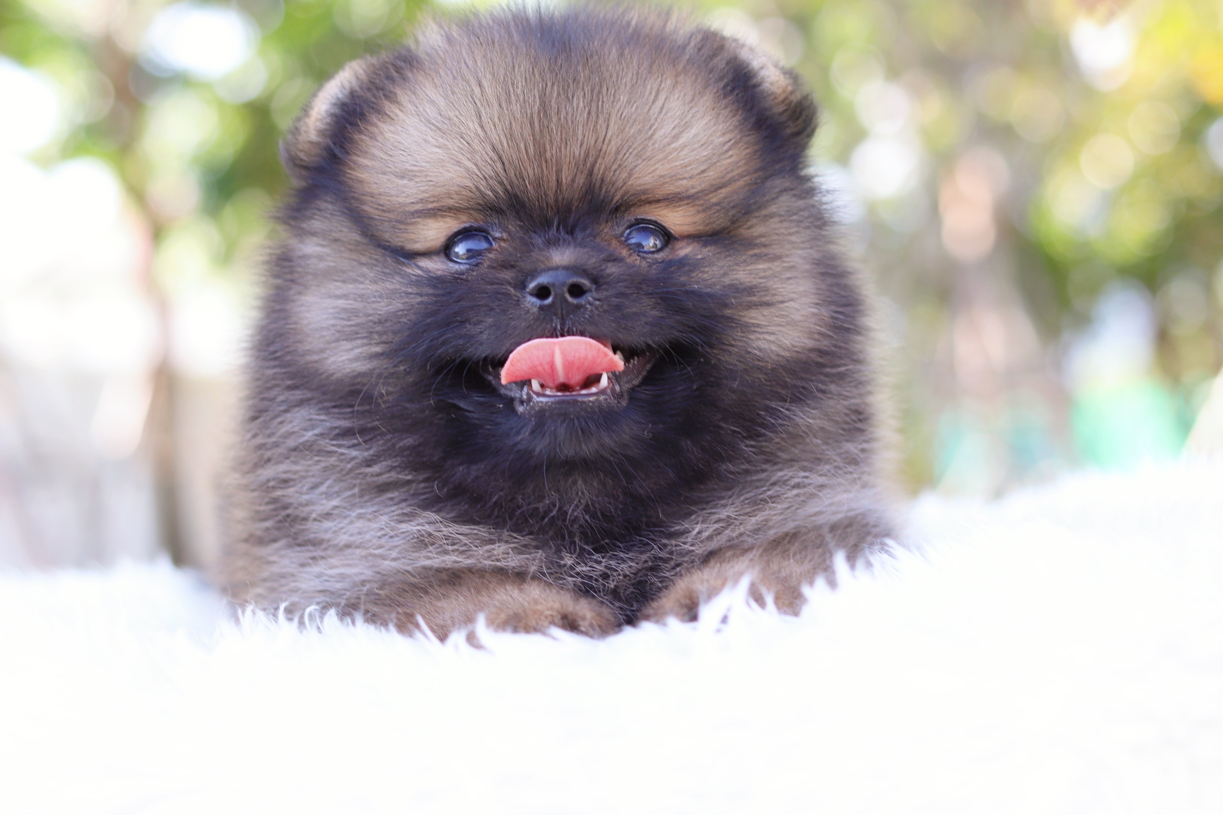 ปอมเมอเรเนียน เพศผู้ สีน้ำตาล