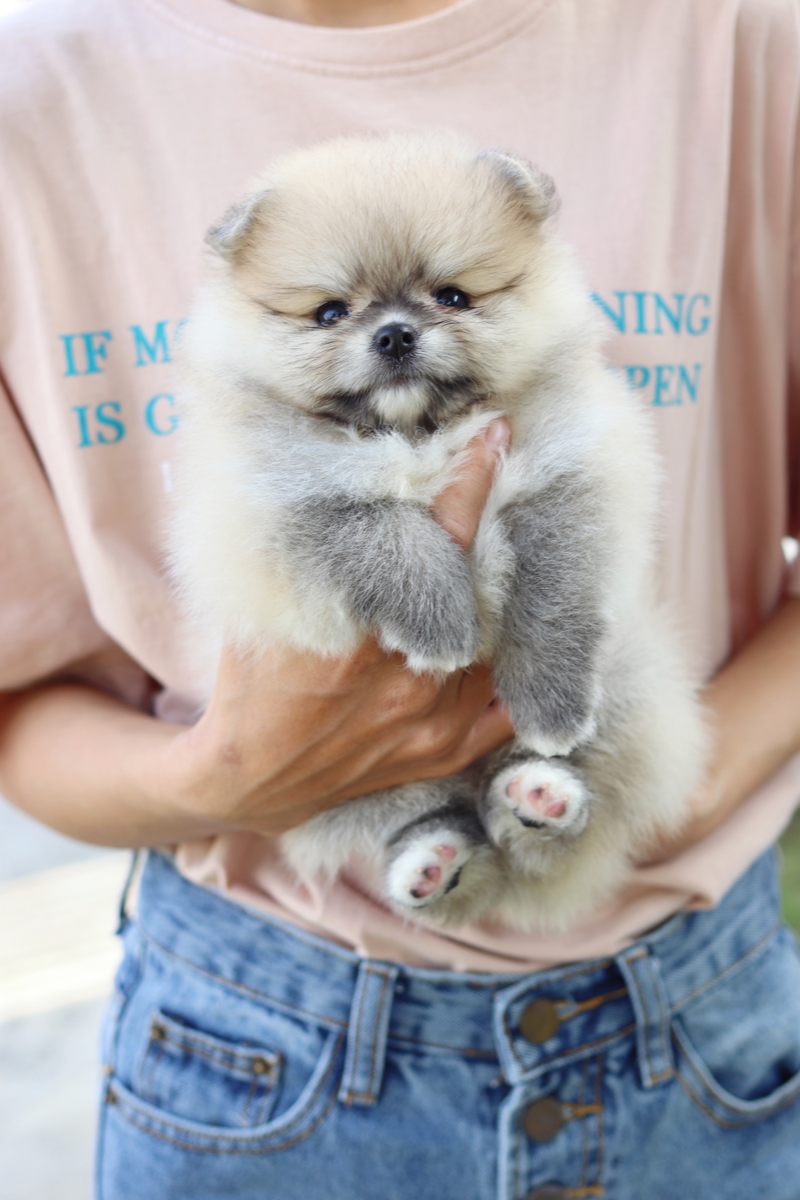 ปอมเมอเรเนียน เพศผู้ สีส้ม