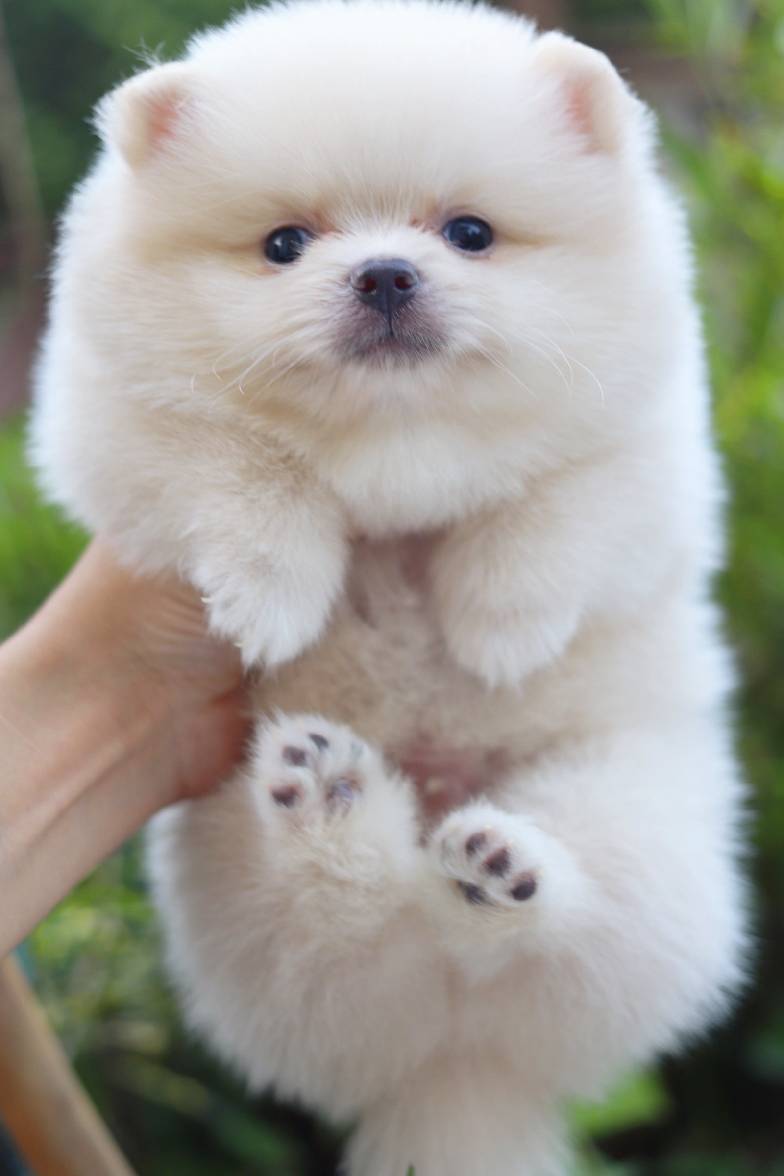 ปอมเมอเรเนียน เพศผู้ขาวครีม