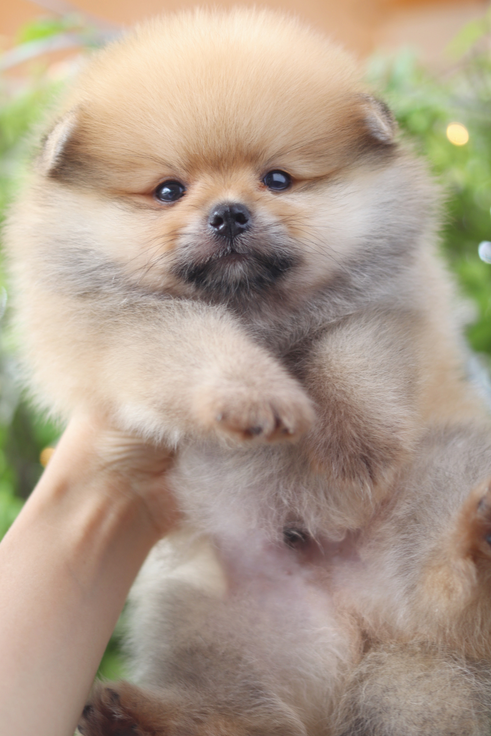 ปอมเมอเรเนียน เพศผู้สีส้ม