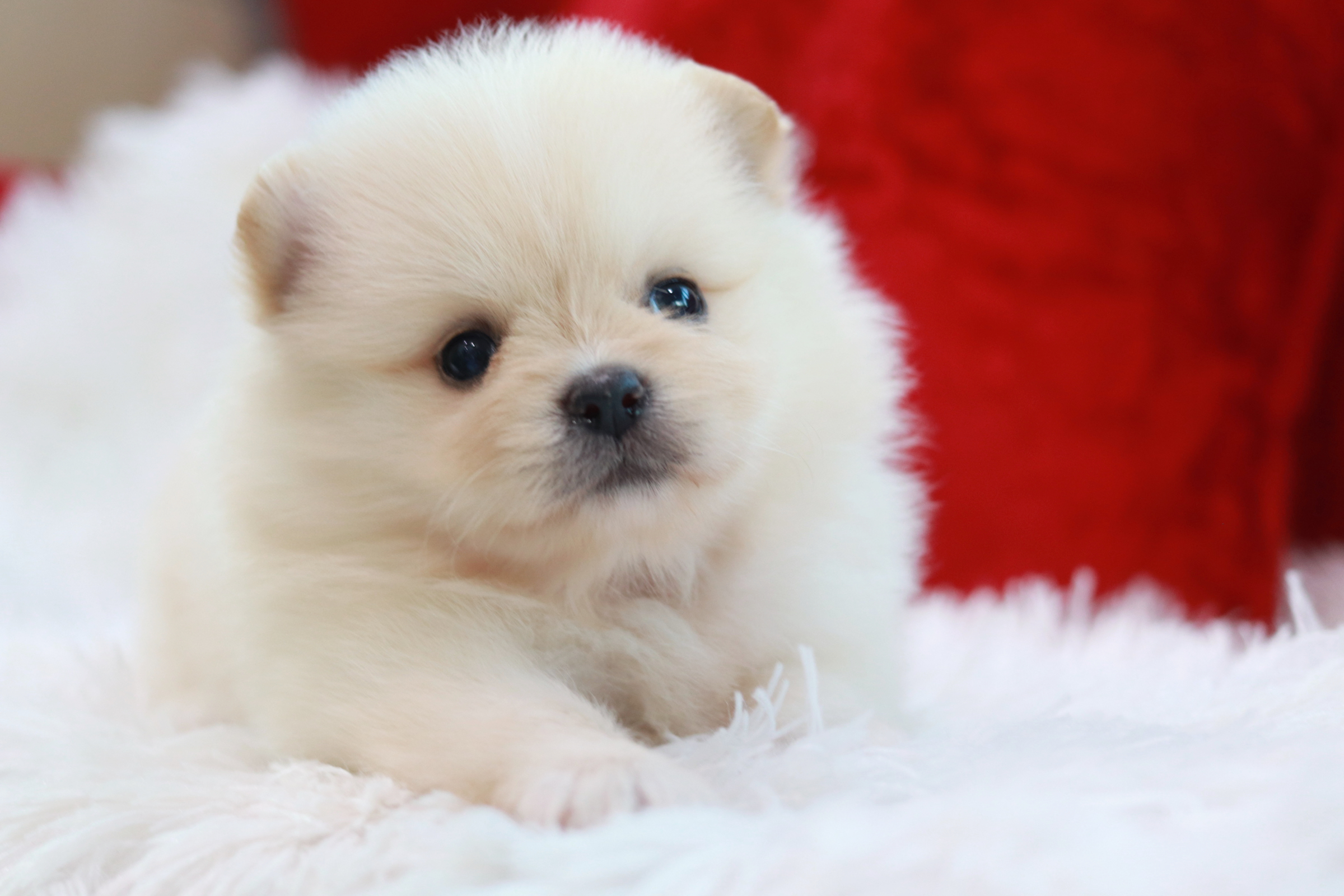 ปอมเมอเรเนียน เพศผู้ครีม ขนแน่นหน้าตุ๊กตา