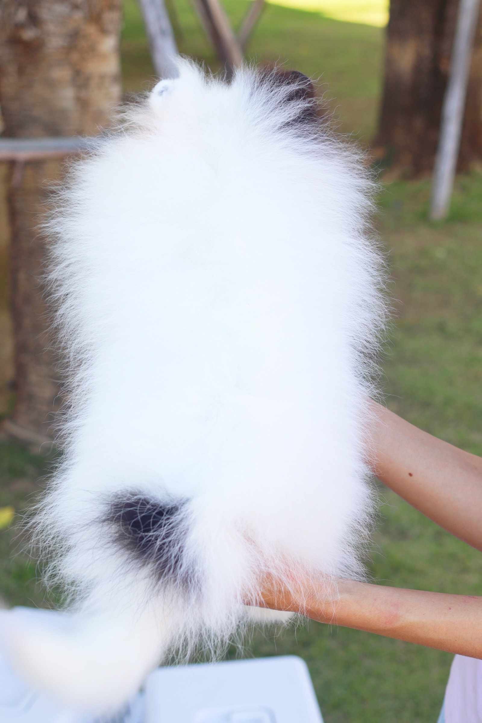 ปอมเมอเรเนียน เพศเมีย สีแฟนซี