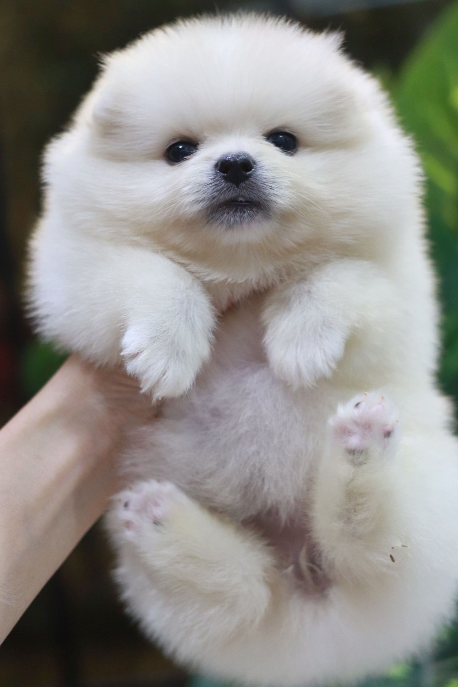 ปอมเมอเรเนียน เพศเมีย สีขาวครีมหน้าฟ็อก