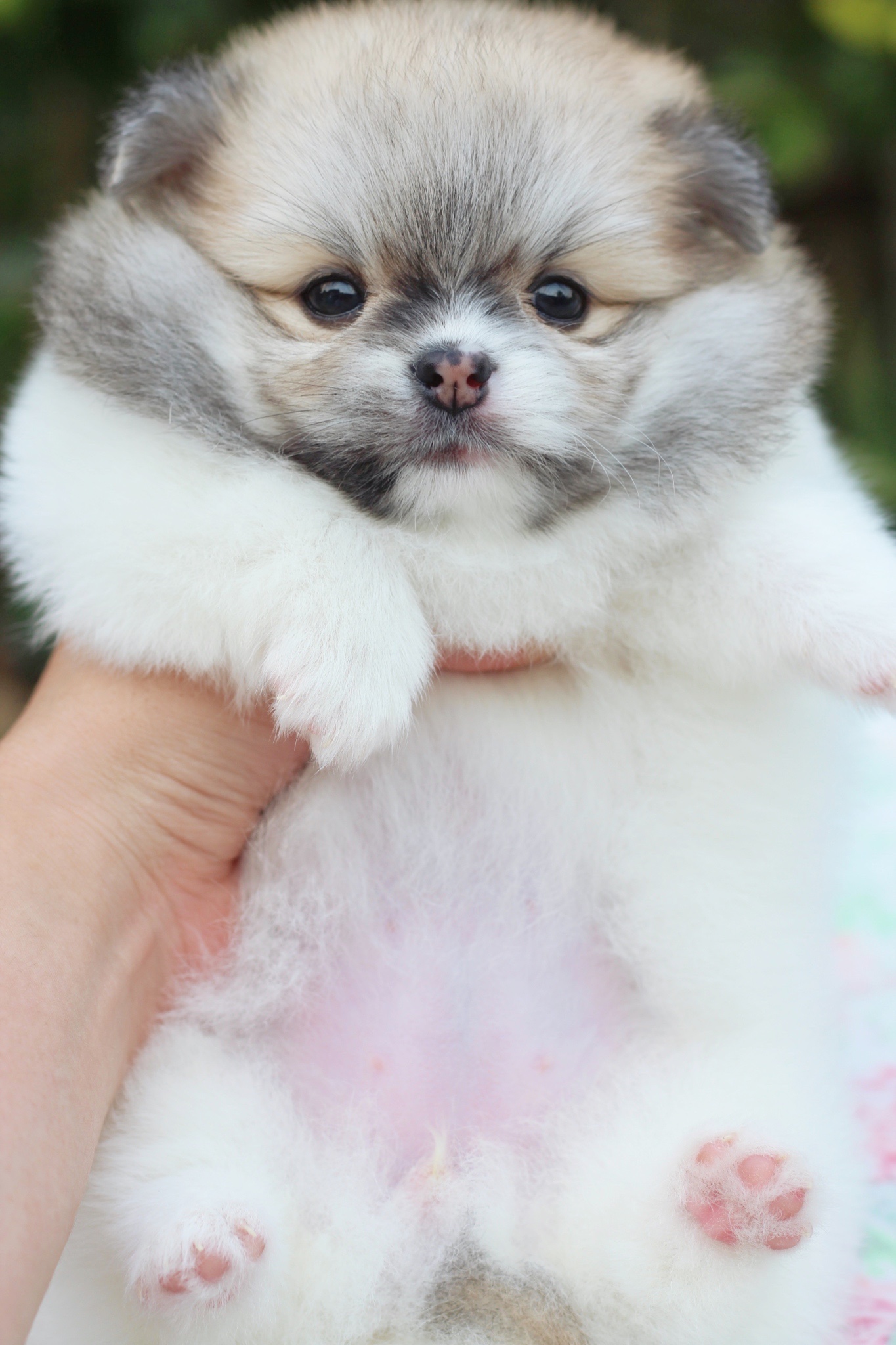 ปอมเมอเรเนียน เพศเมีย สีแฟนซี