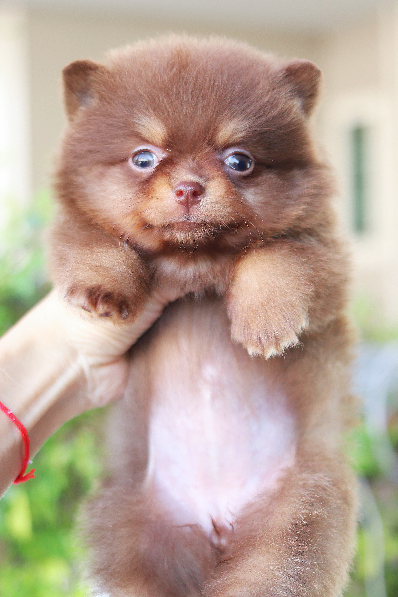 ปอมเมอเรเนียน เพศเมียสีช็อคแทน