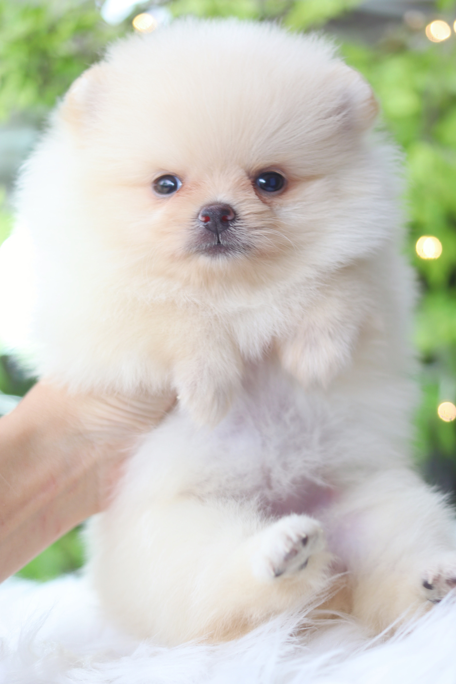 ปอมเมอเรเนียน เพศเมียสีขาวครีม