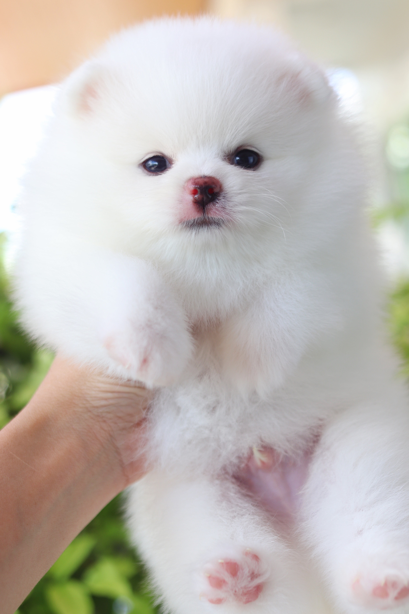 ปอมเมอเรเนียน เพศผู้สีขาวเกรดโชว์