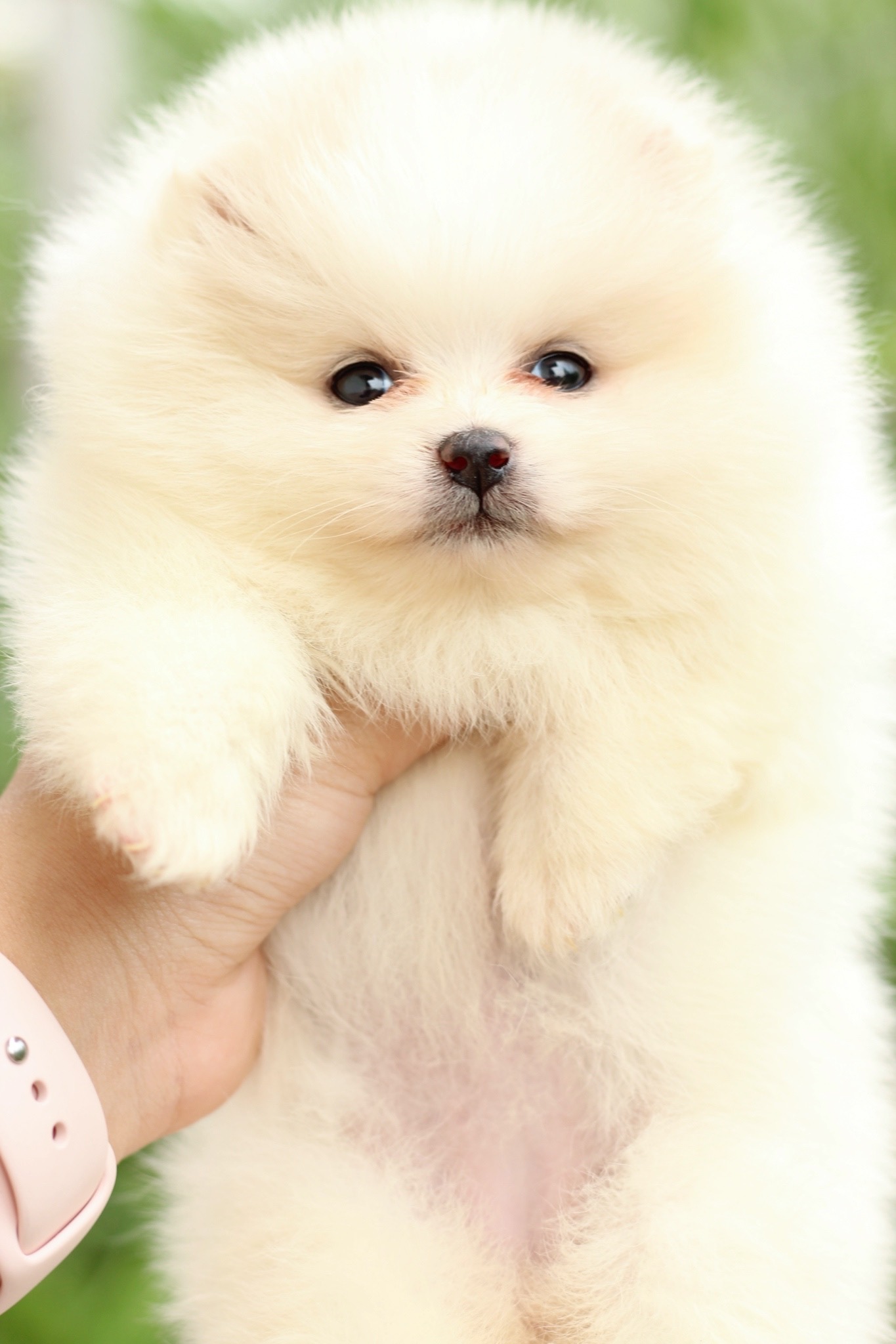 ปอมเมอเรเนียน เพศเมียครีม