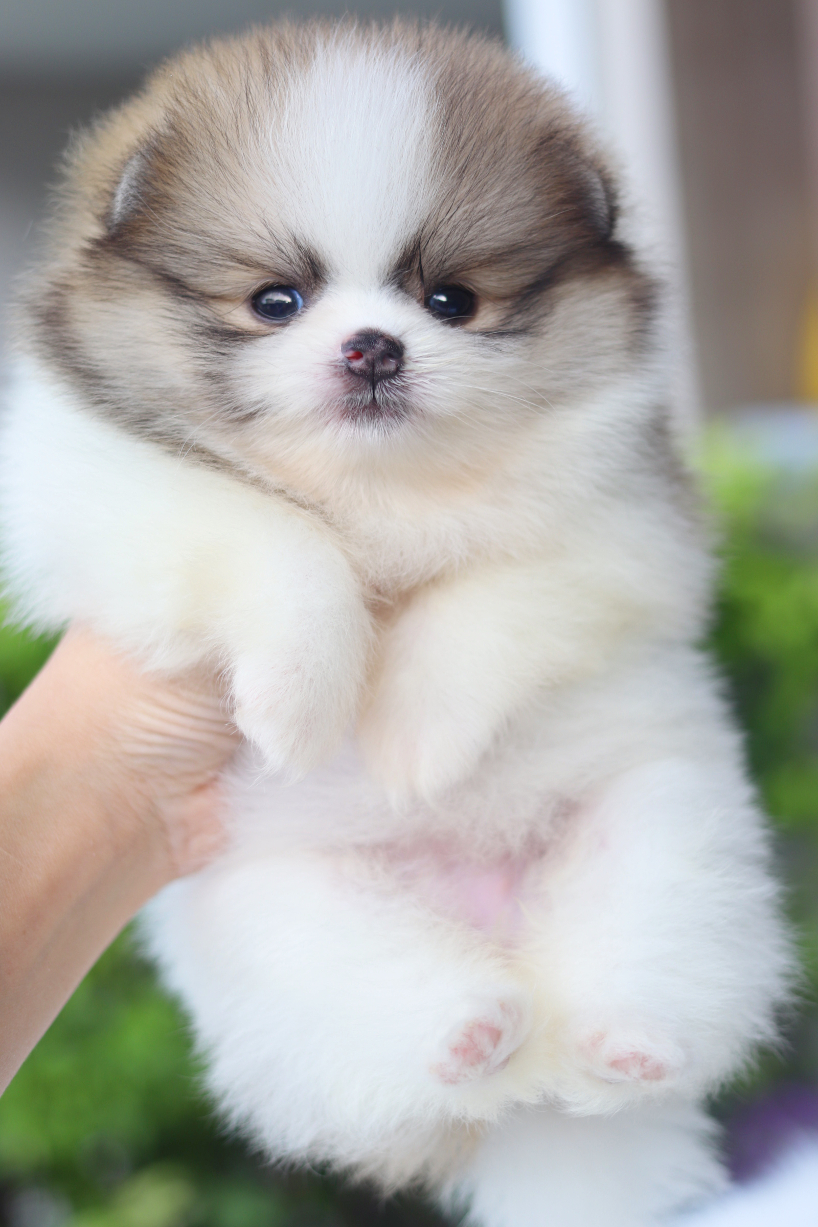 ปอมเมอเรเนียน เพศเมียสีแฟนซี