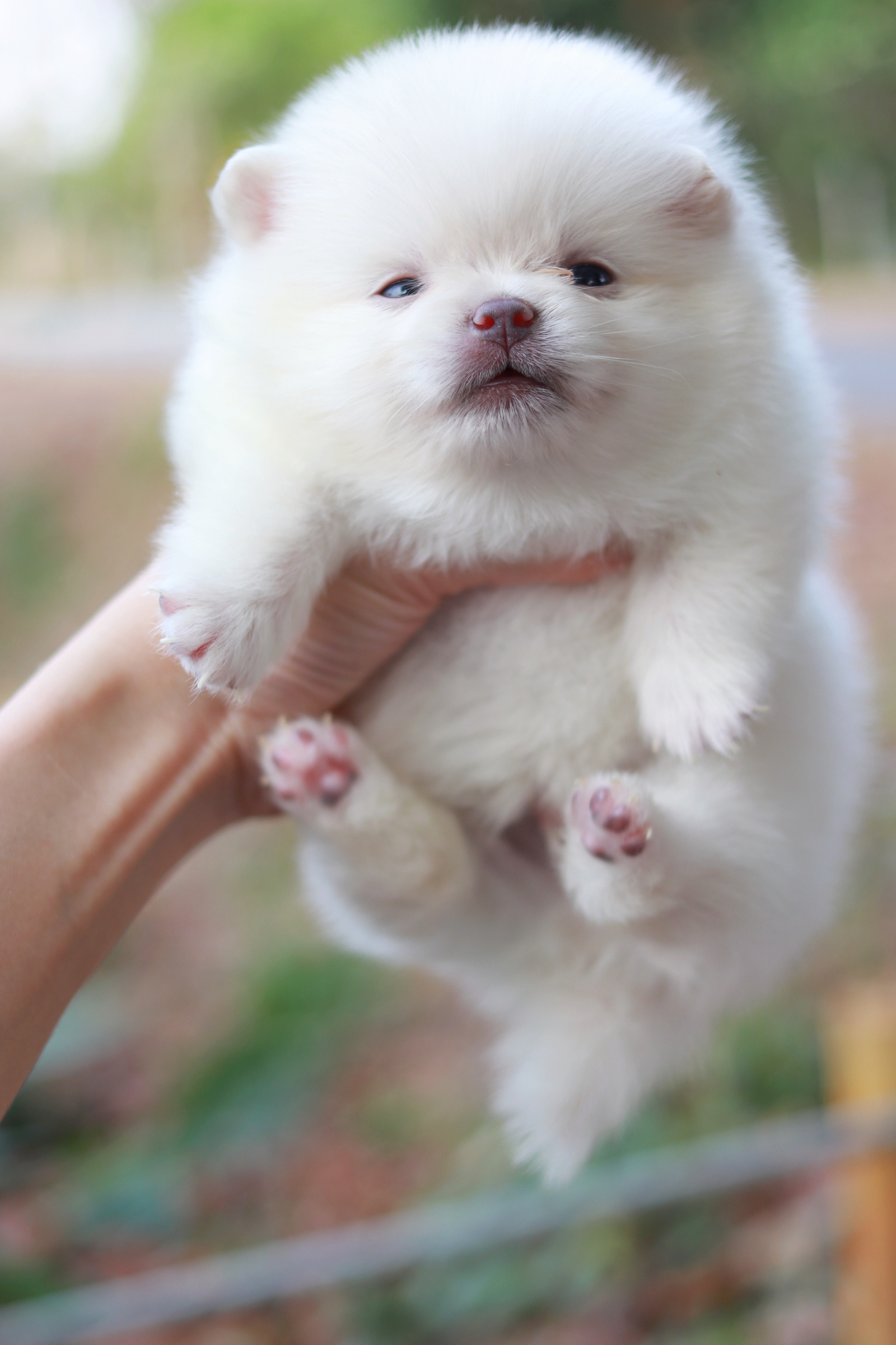 ปอมเมอเรเนียน เพศผู้ ทีคัพสีขาว