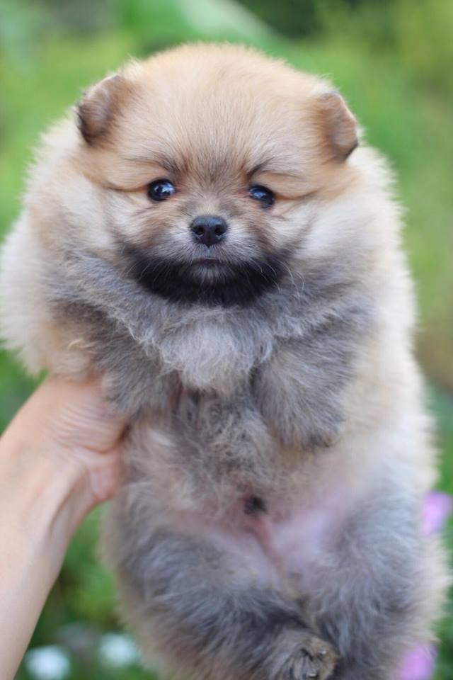 ปอมเมอเรเนียน เพศผู้สีส้ม