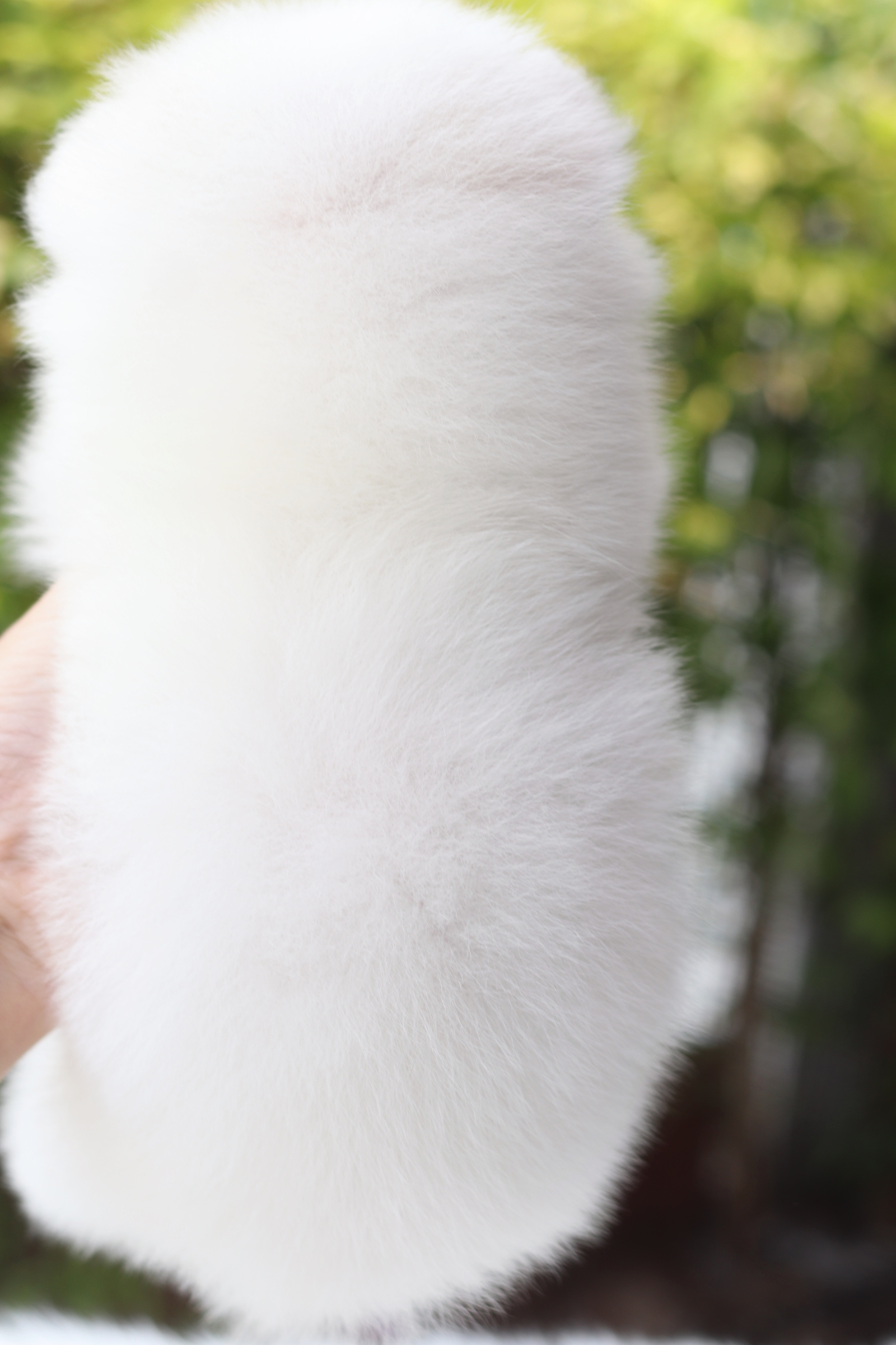 ปอมเมอเรเนียน เพศผู้สีขาวครีม