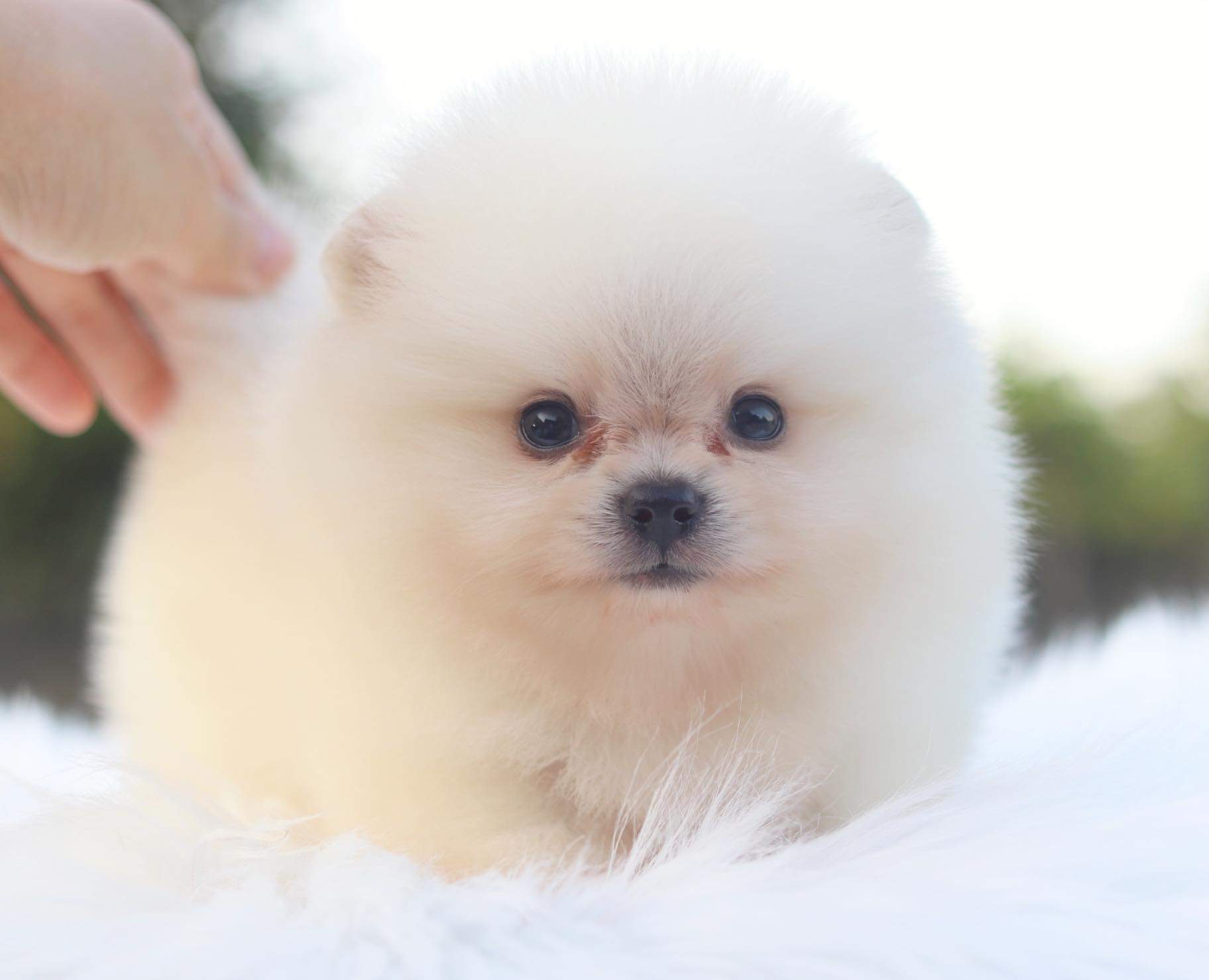 ปอมเมอเรเนียน เพศเมีย ขาวครีม ไซด์เล็กเกรดโชว์