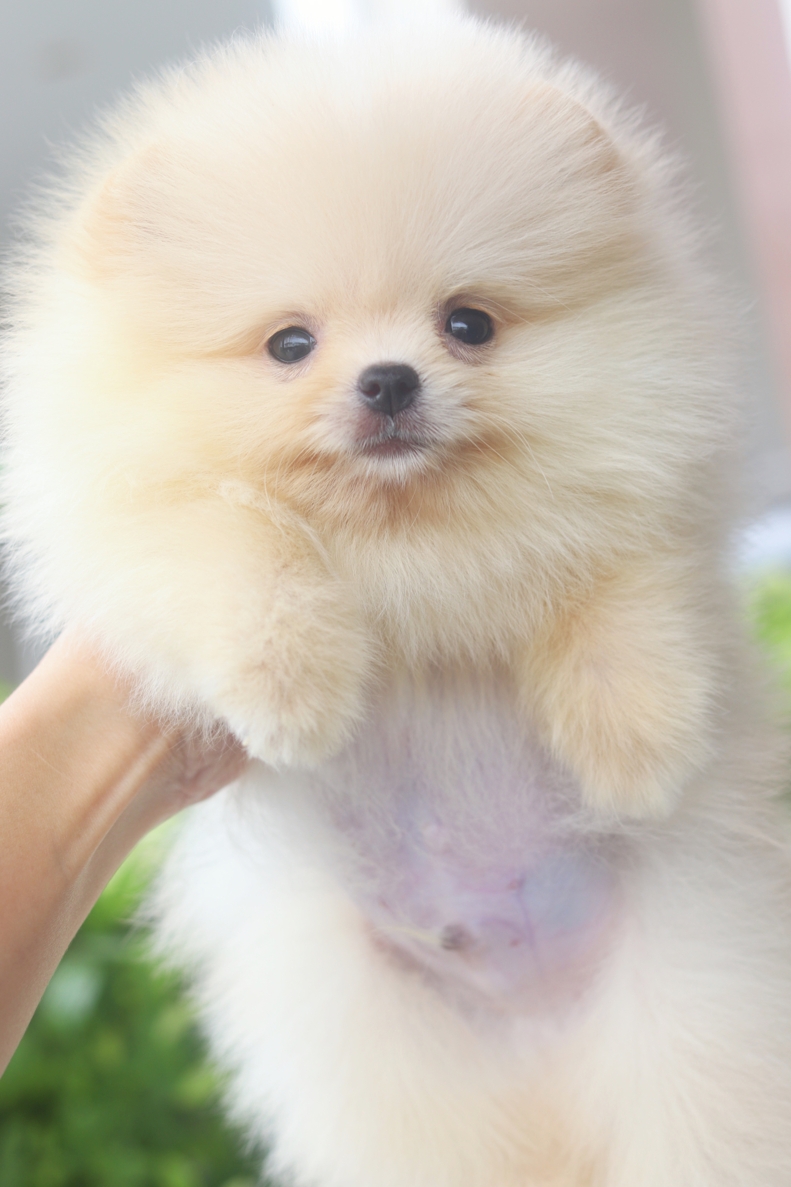 ปอมเมอเรเนียน เพศผู้สีครีม