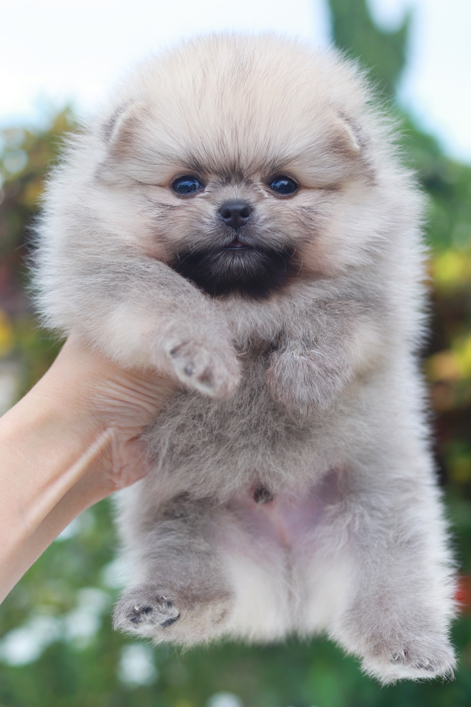 ปอมเมอเรเนียน เพศผู้สีส้ม