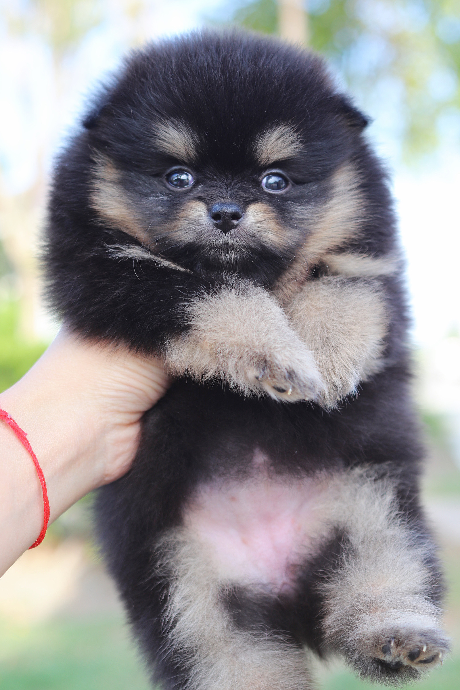 ปอมเมอเรเนียน เพศเมียสีแบล็คแทน เกรดโชว์