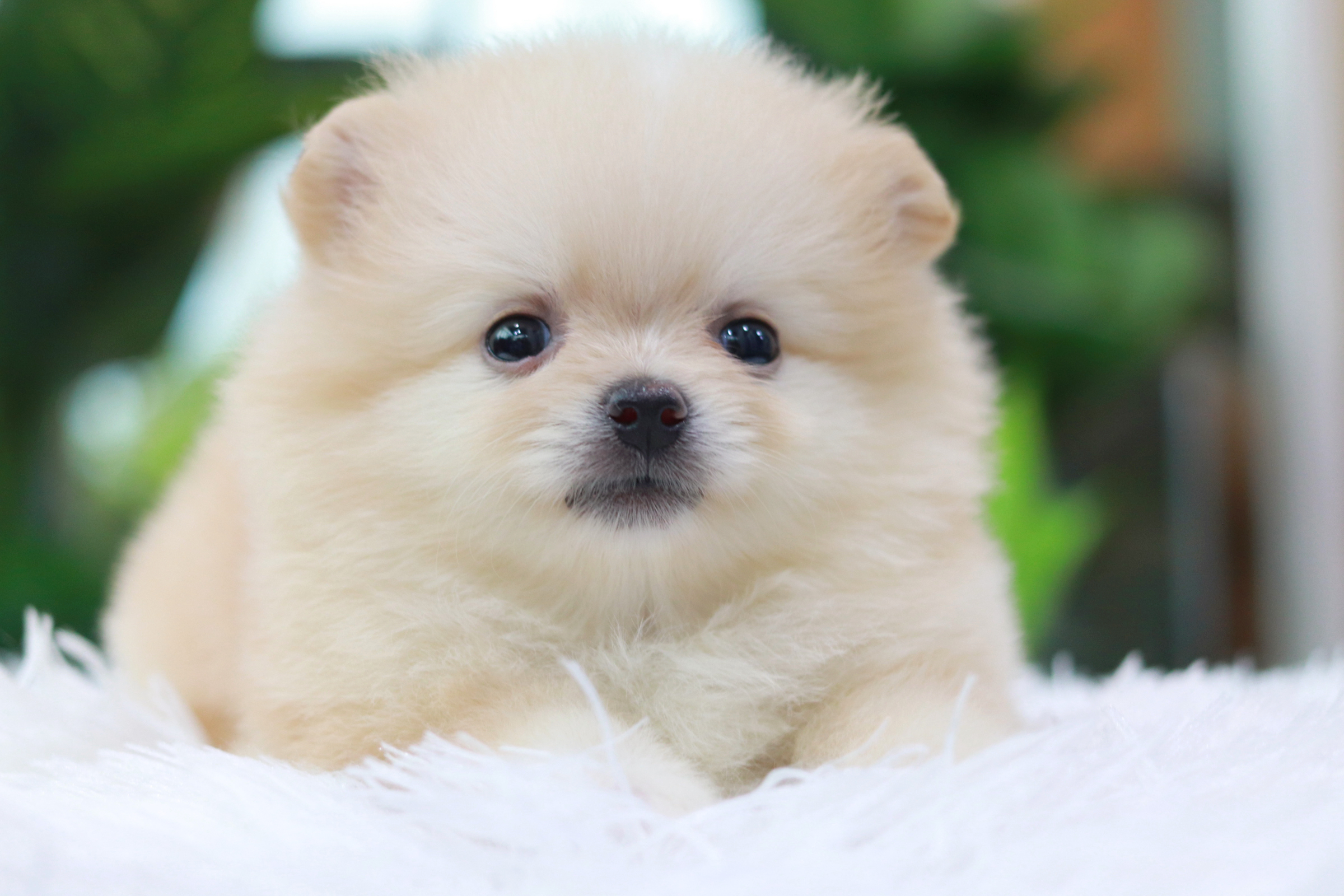 ปอมเมอเรเนียน เพศเมีย