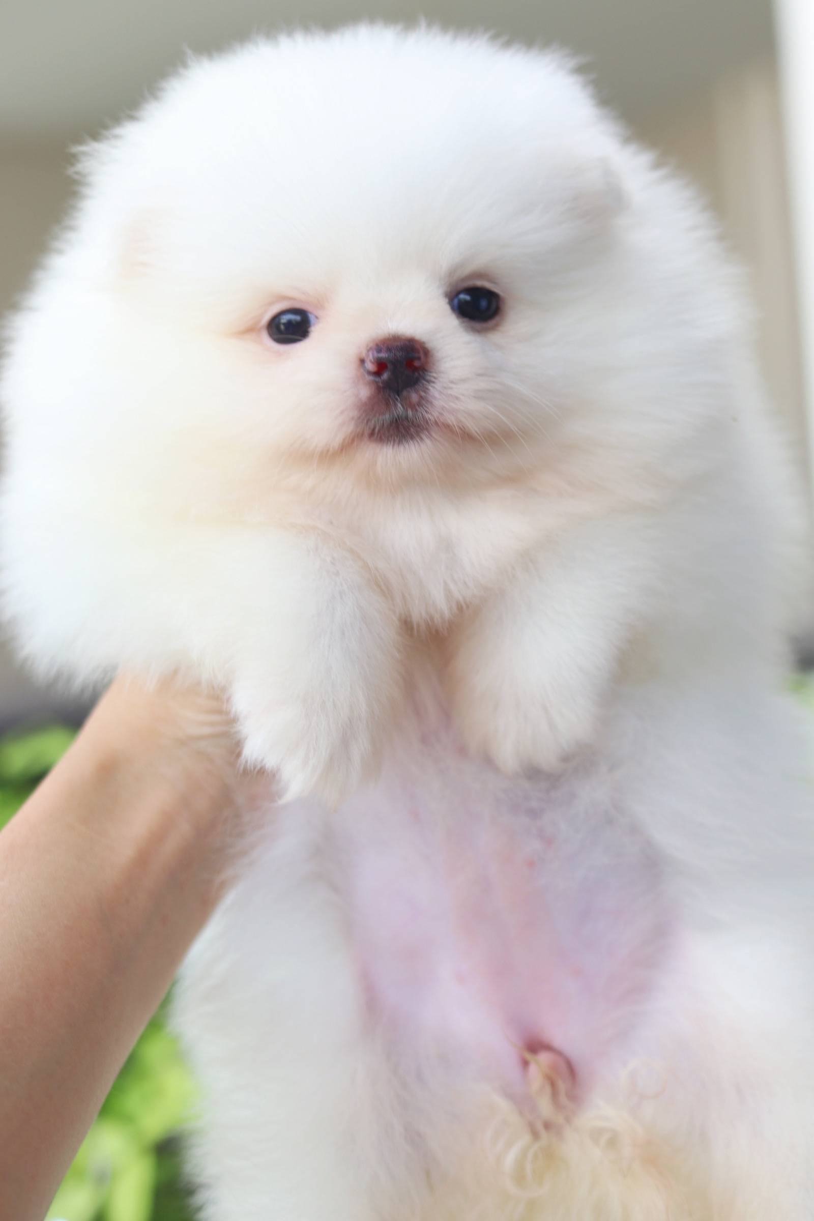 ปอมเมอเรเนียน เพศเมียสีขาวเกรดโชว์