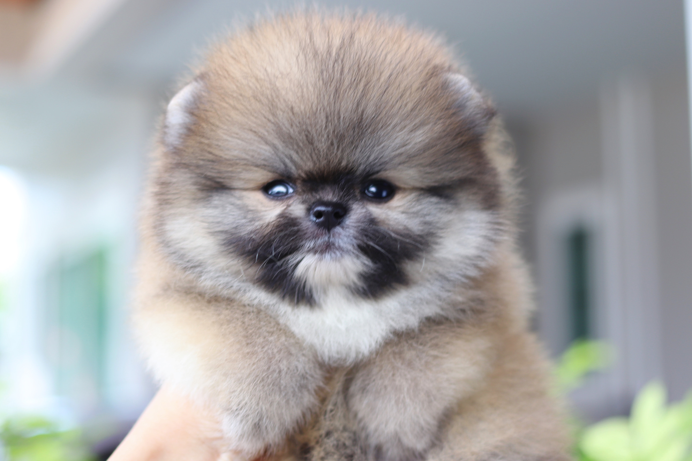 ปอมเมอเรเนียน เพศเมียสีส้ม เกรดโชว์