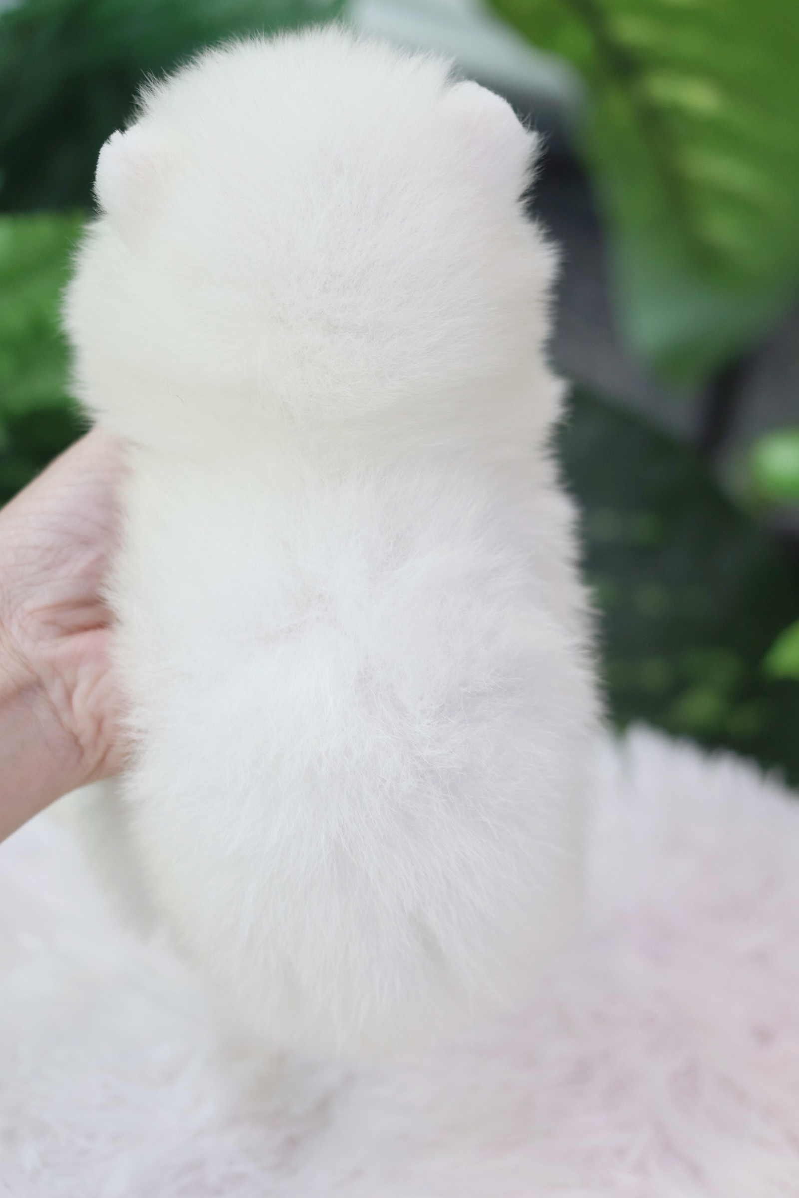 ปอมเมอเรเนียน เพศเมียสีขาว ไซส์เล็ก