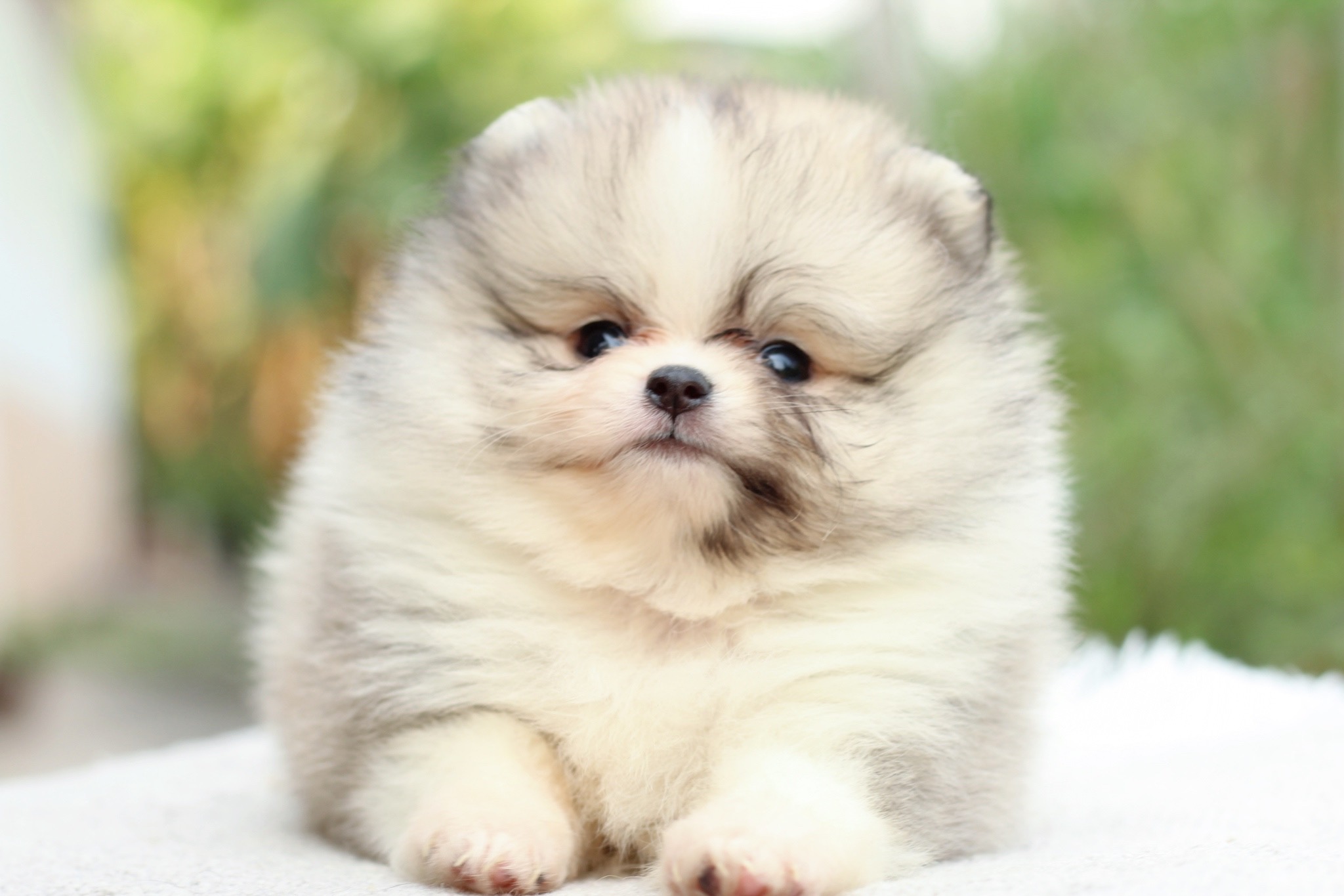 ปอมเมอเรเนียน เพศผู้ แฟนซี