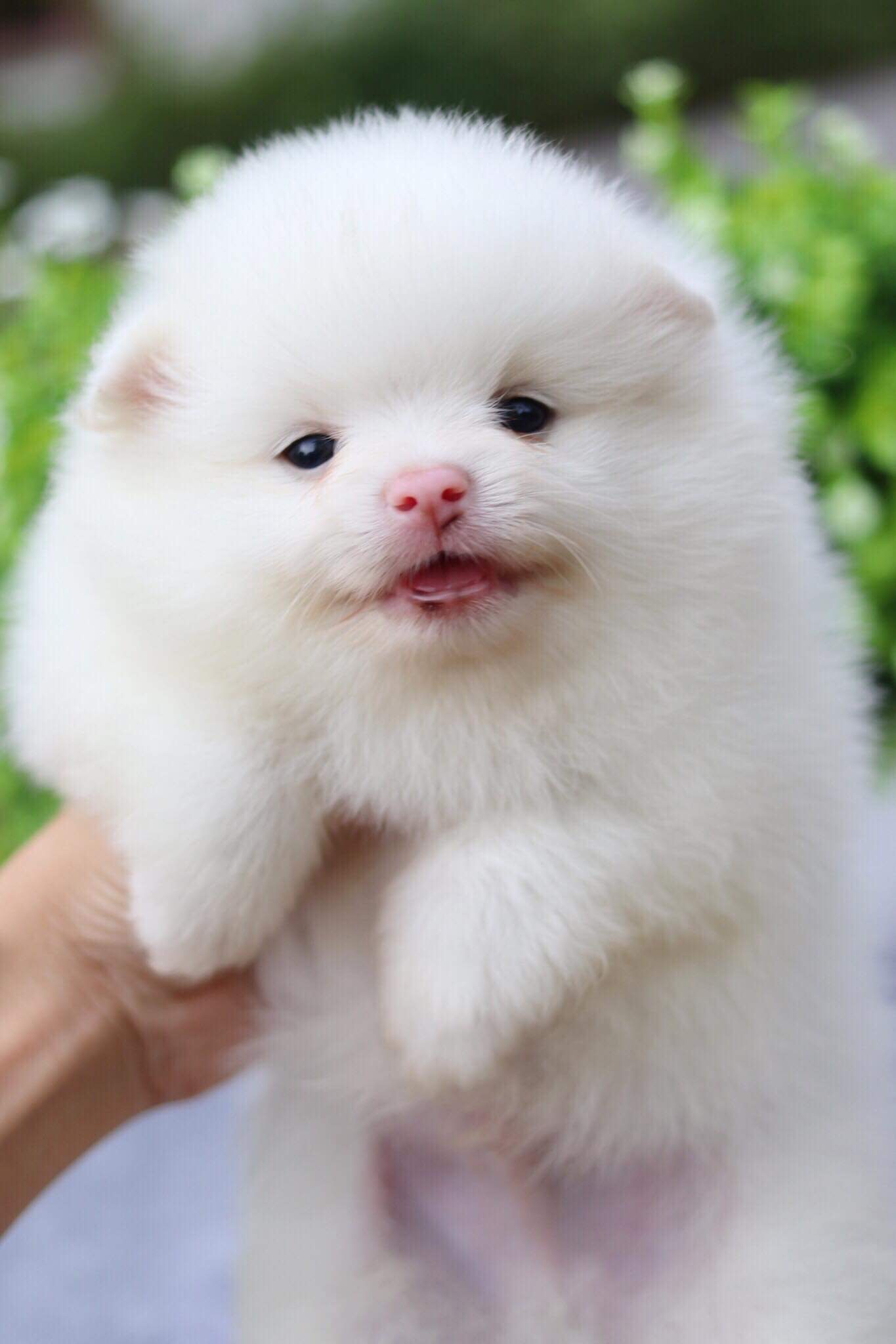 ปอมเมอเรเนียน เพศผู้