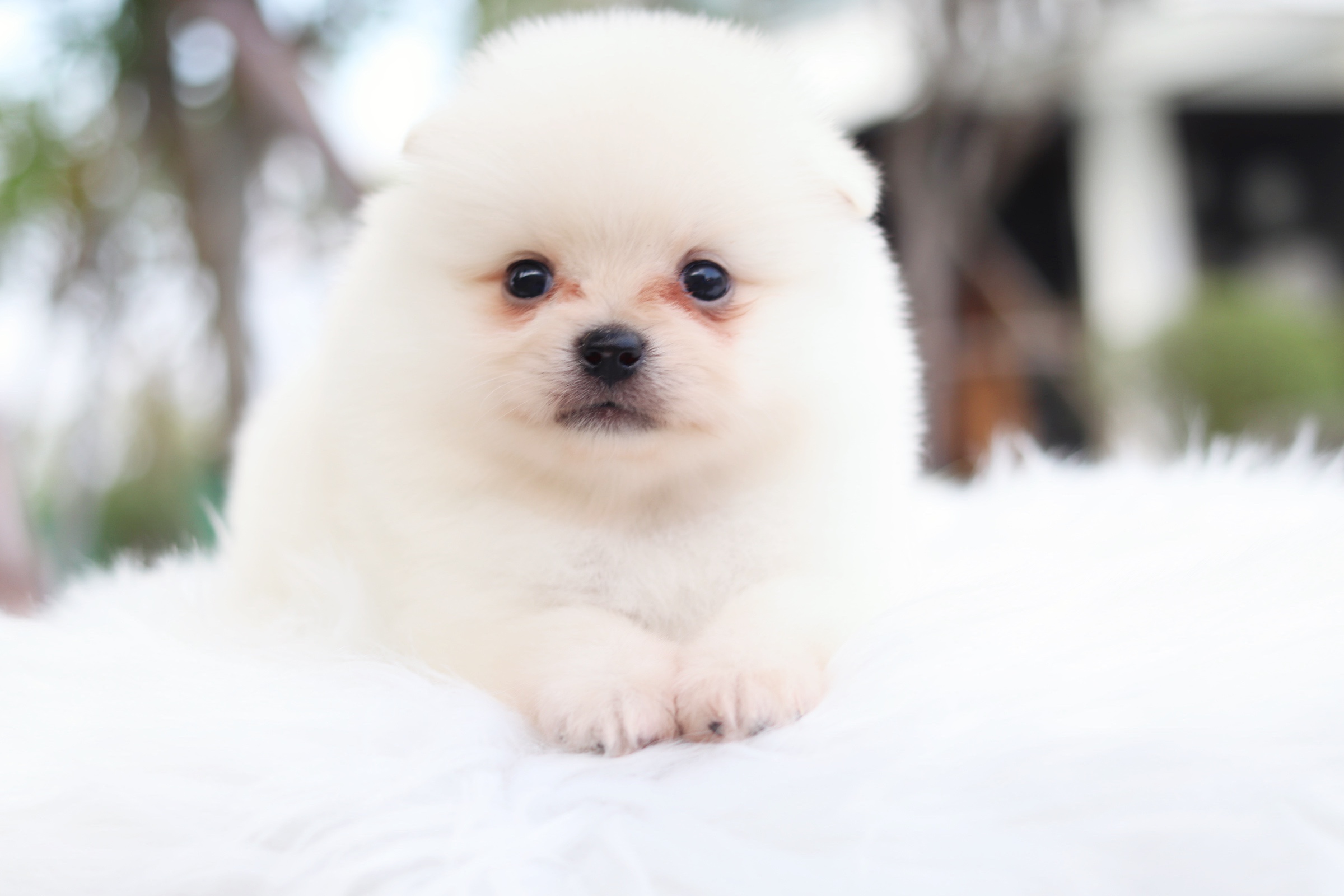 ปอมเมอเรเนียน เพศผู้ สีขาวครีมไซส์เล็ก