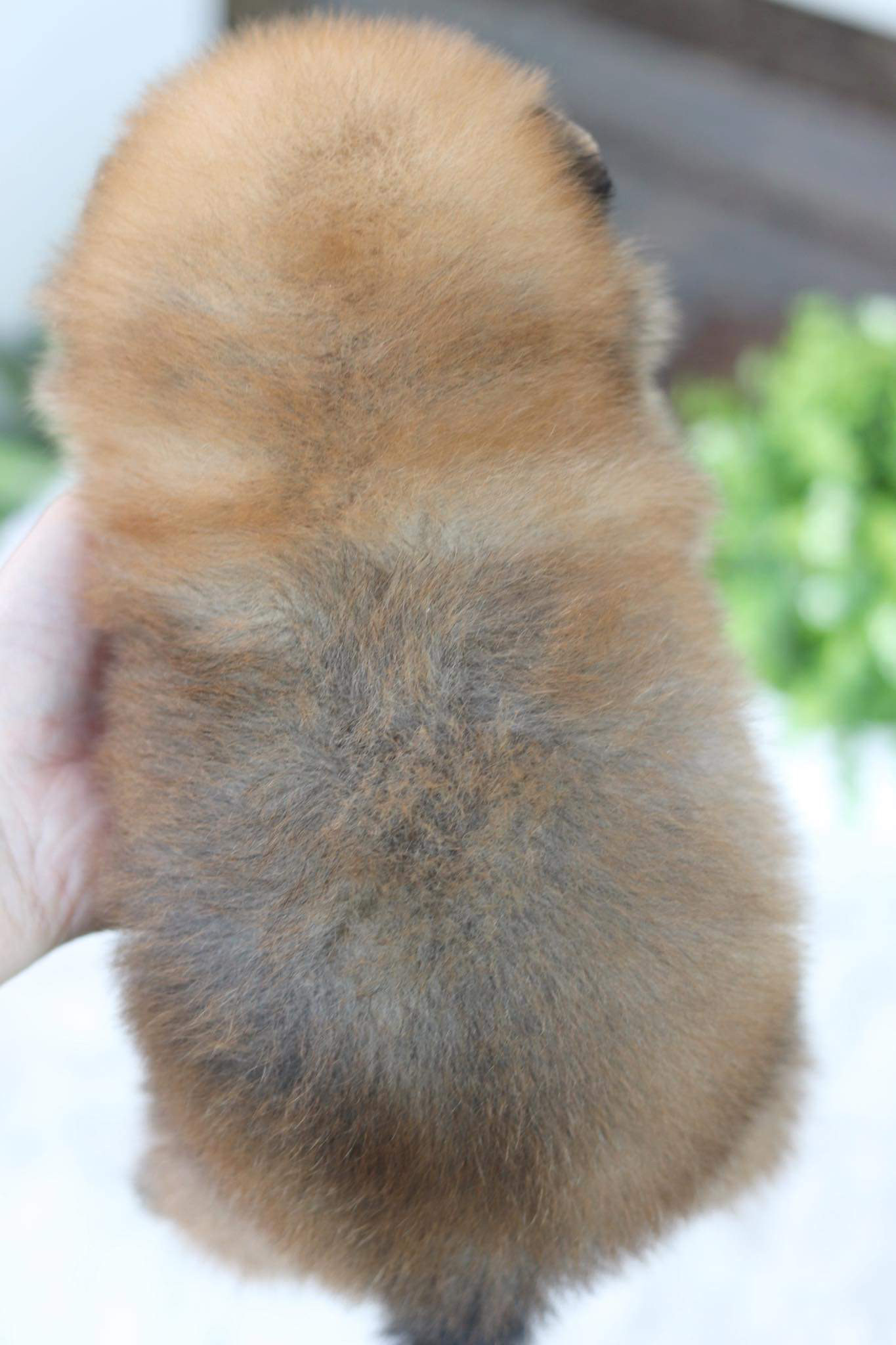 ปอมเมอเรเนียน เพศผู้