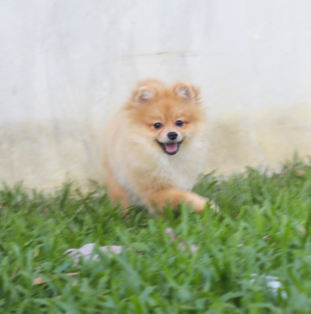 ปอมเมอเรเนียน เพศผู้ สีส้ม