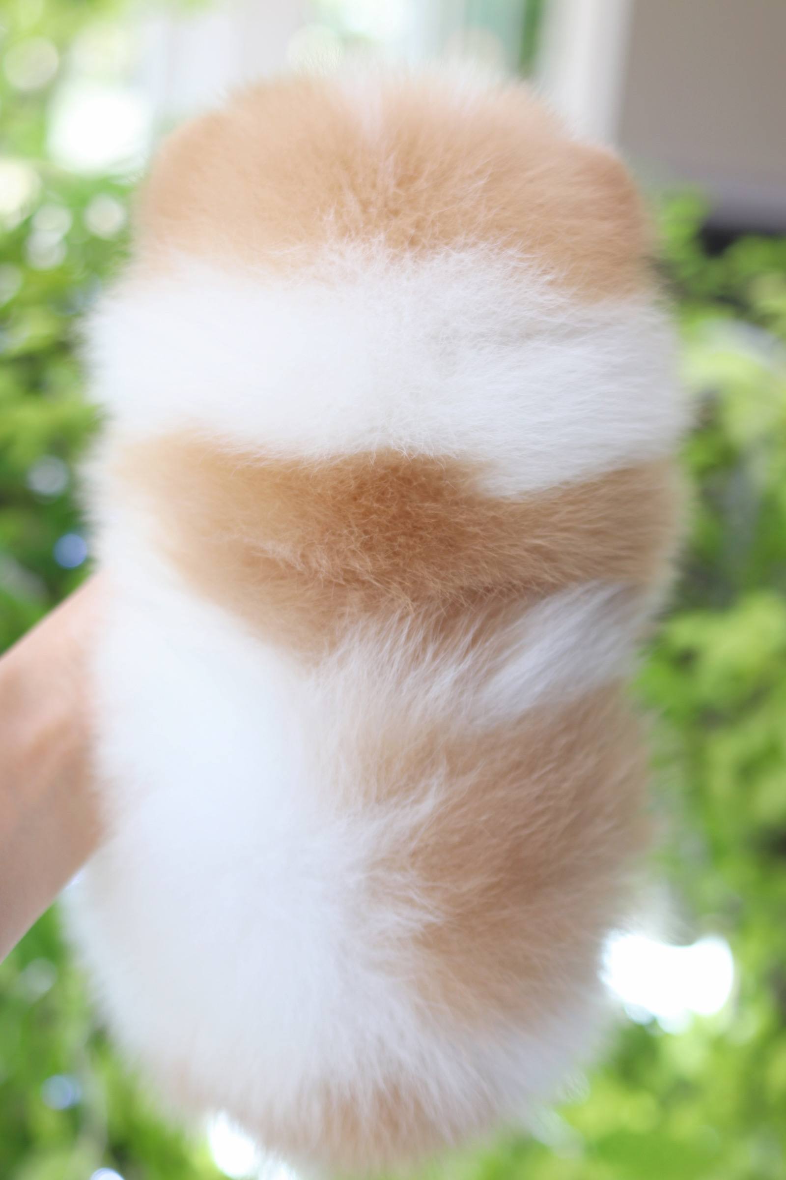 ปอมเมอเรเนียน เพศผู้สีแฟนซี