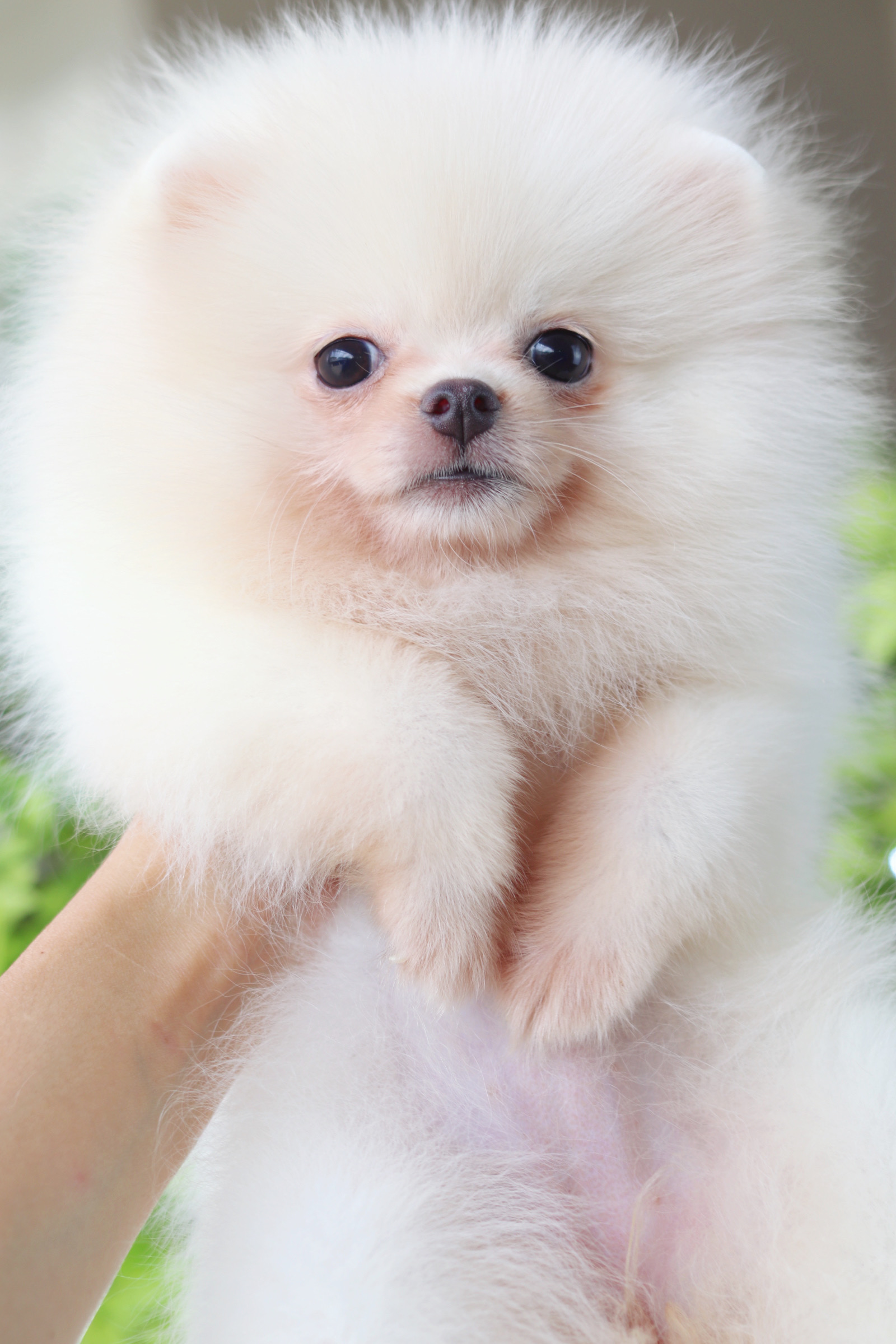 ปอมเมอเรเนียน เพศเมียสีขาวครีม