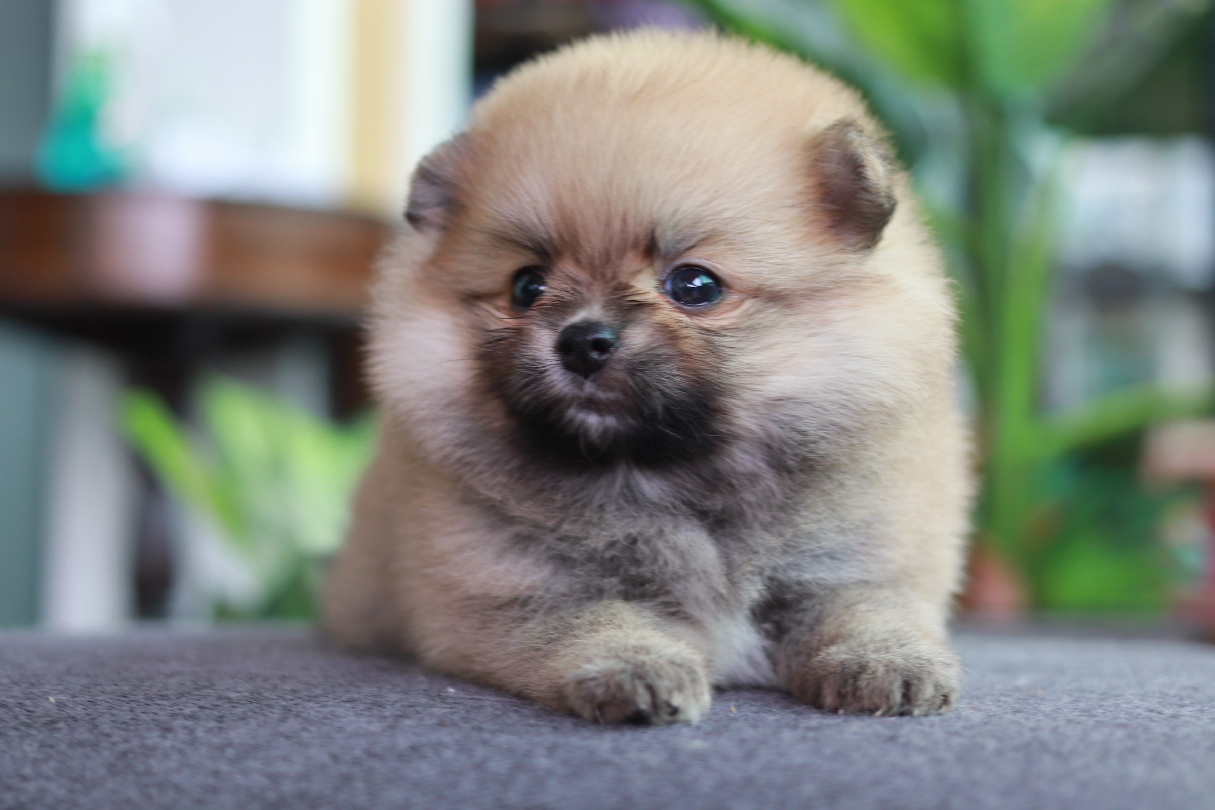 ปอมเมอเรเนียน เพศเมีย