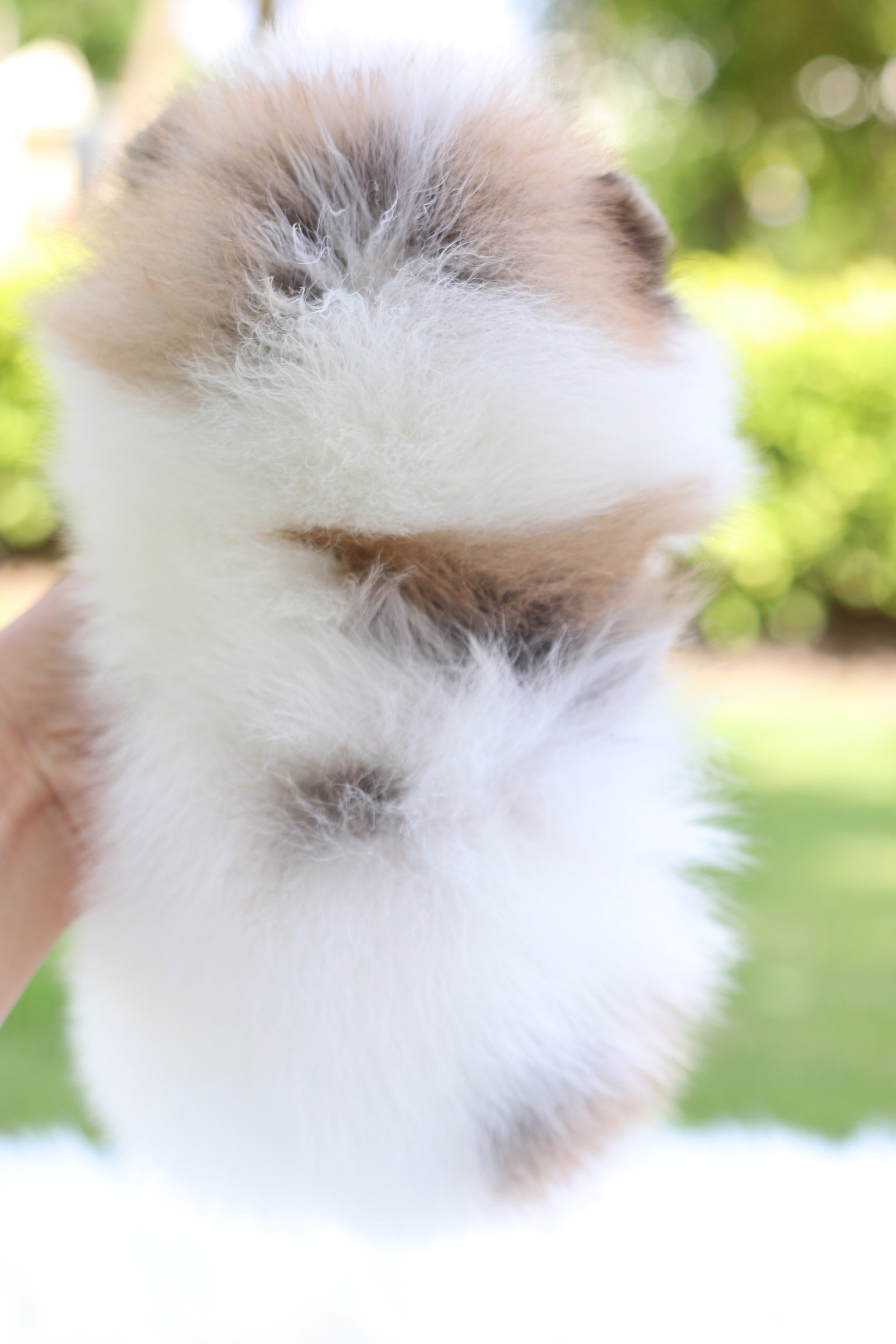 ปอมเมอเรเนียน เพศเมียสีแฟนซีเกรดโชว์